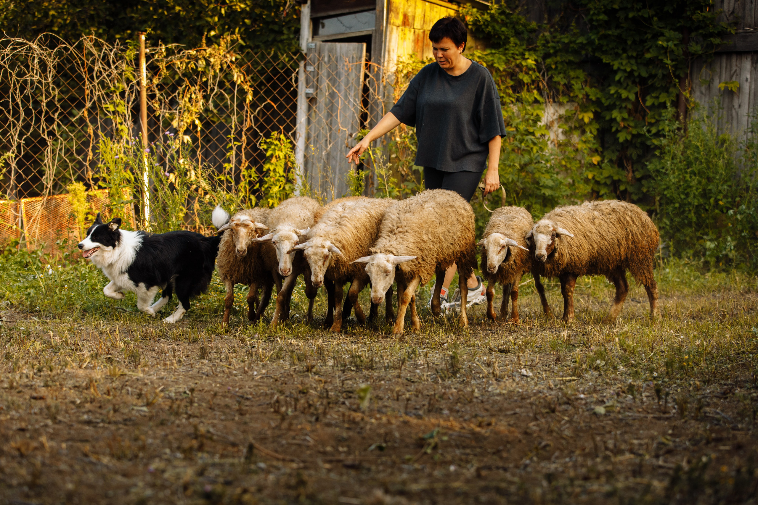 Овечий день. О нас