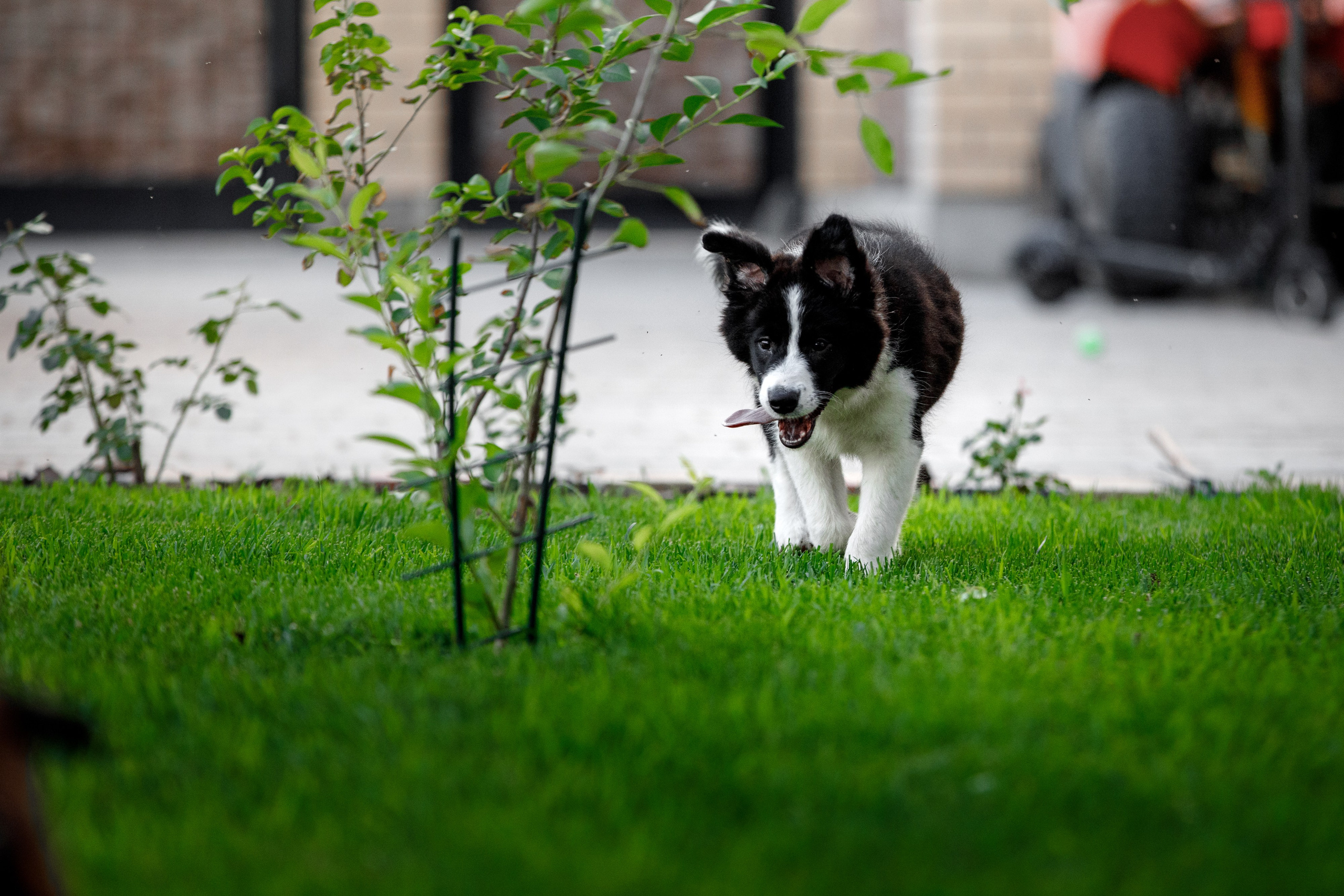 Болтовня в саду. О нас