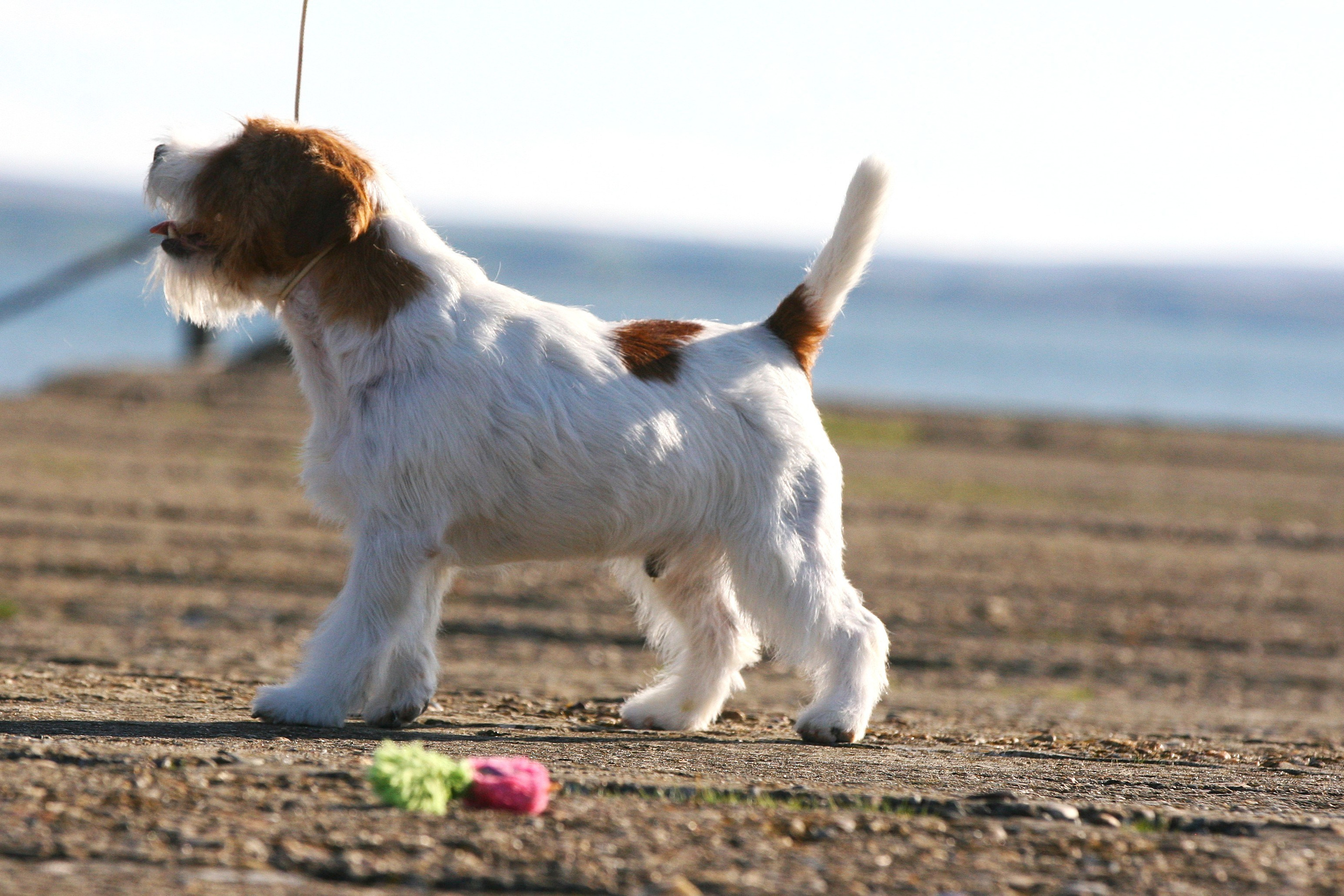 Lovely-Orange Altair. Lovely-Orange питомник джек рассел терьеров