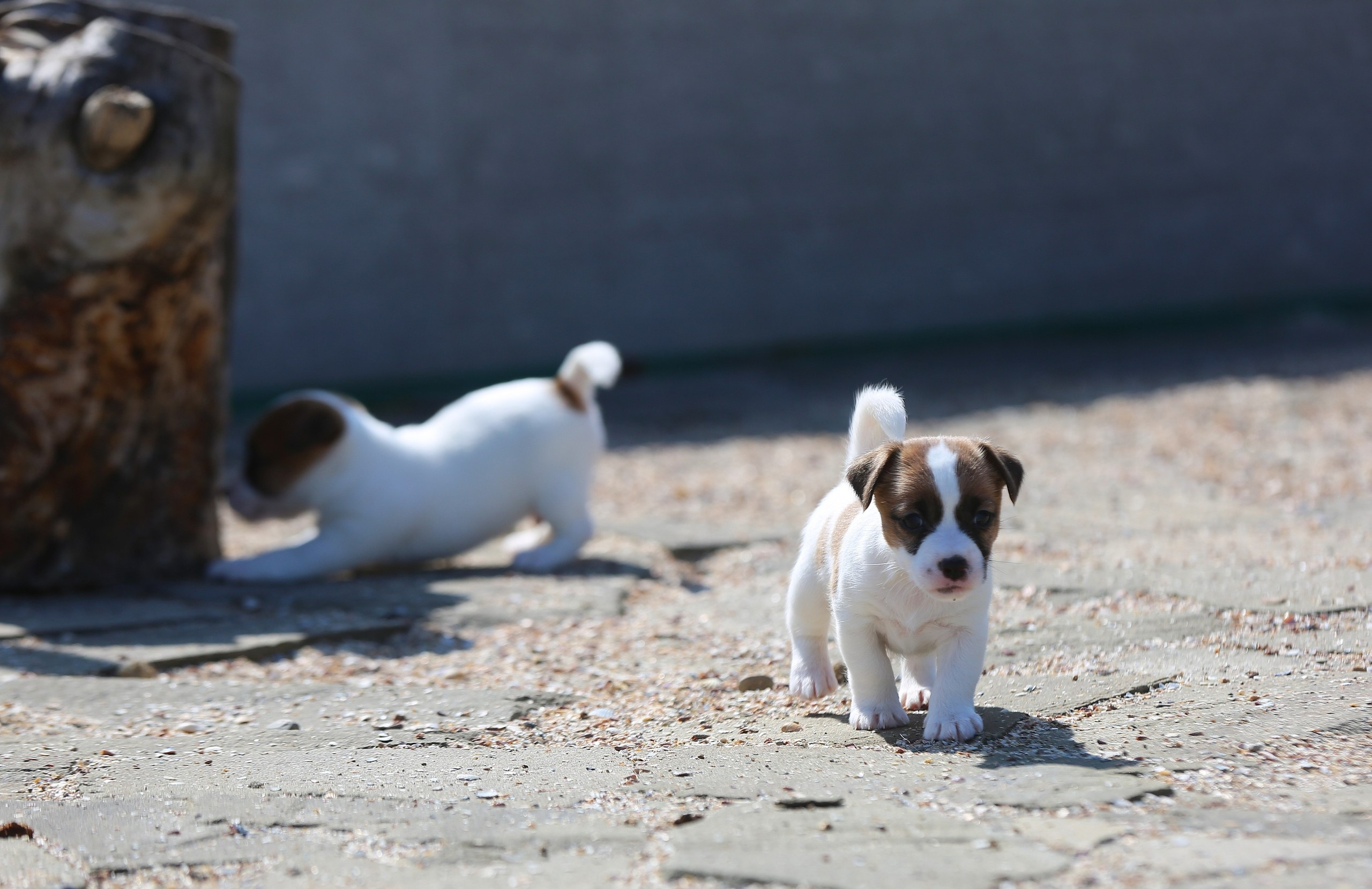 Общий альбом. Lovely-Orange питомник джек рассел терьеров