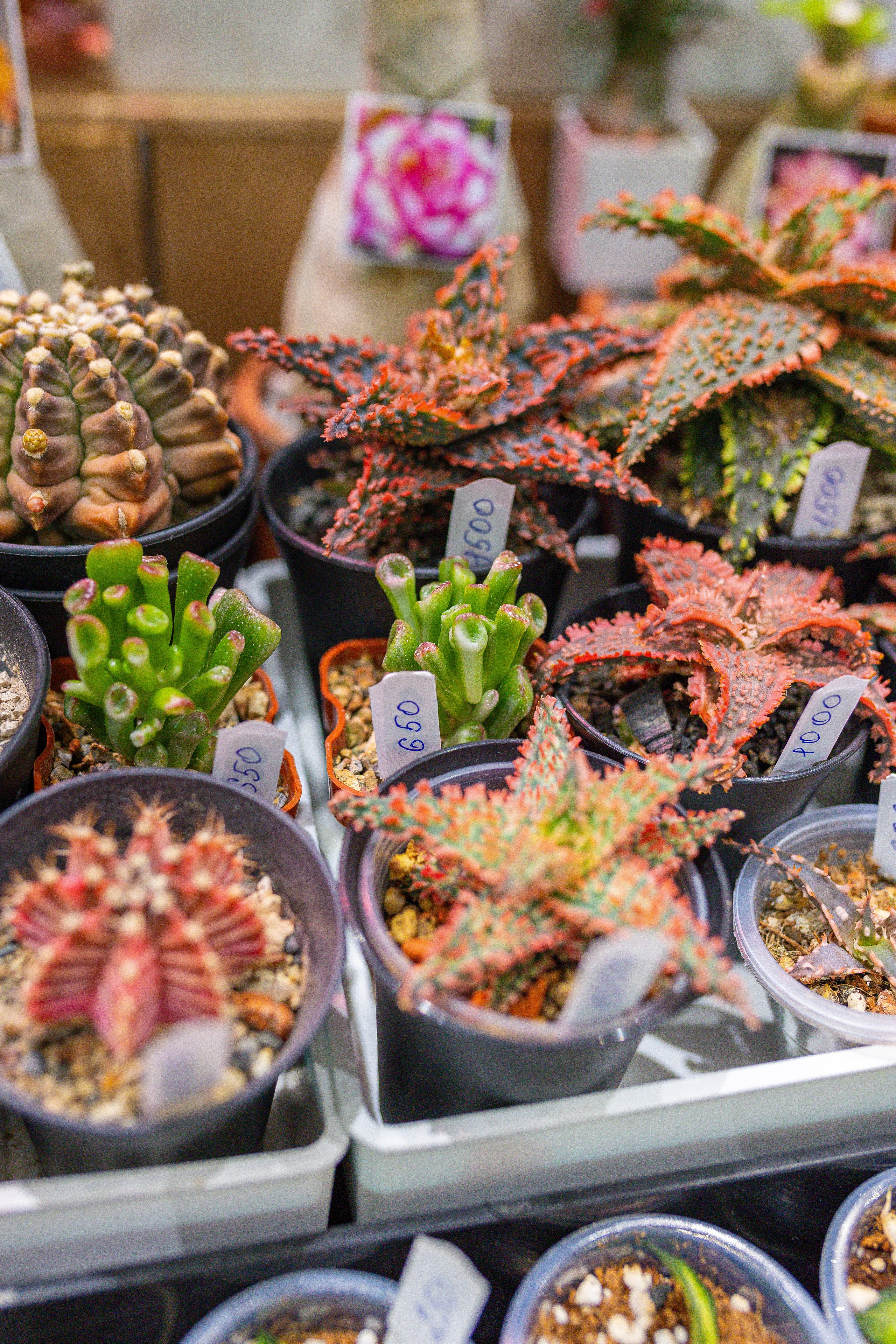 Орхидиум 12.2025. Александра Куликова фотограф, Москва