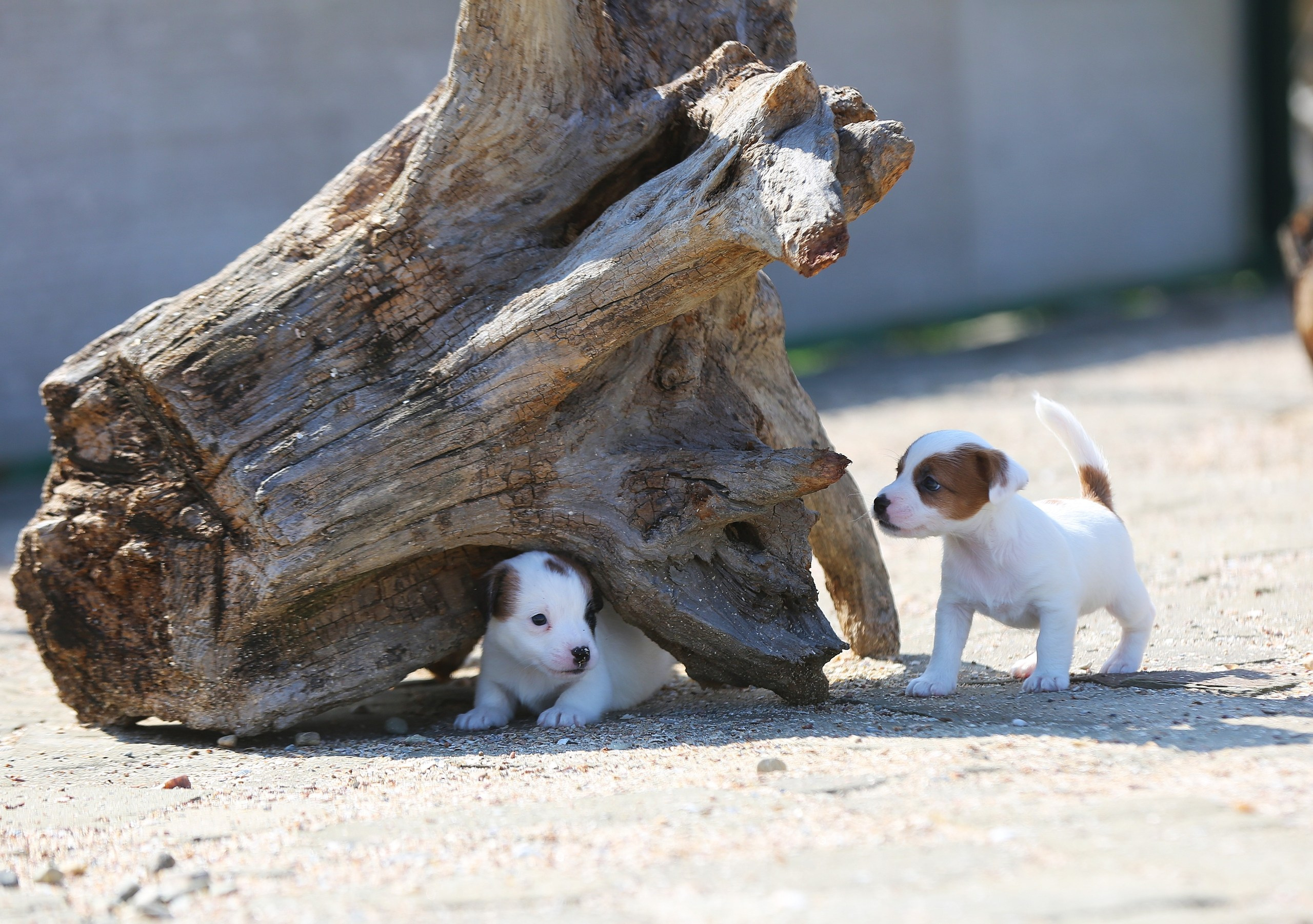 Общий альбом. Lovely-Orange питомник джек рассел терьеров