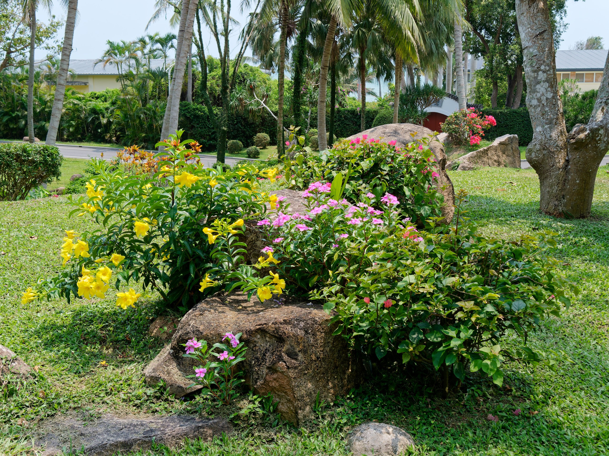 Хайнань 2026, флора, цветы и деревья. Фотопрогулки по Миру