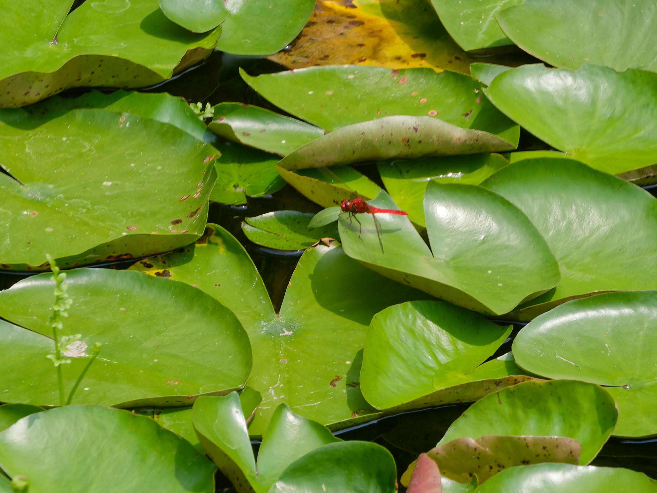 Хайнань 2026, флора, цветы и деревья. Фотопрогулки по Миру