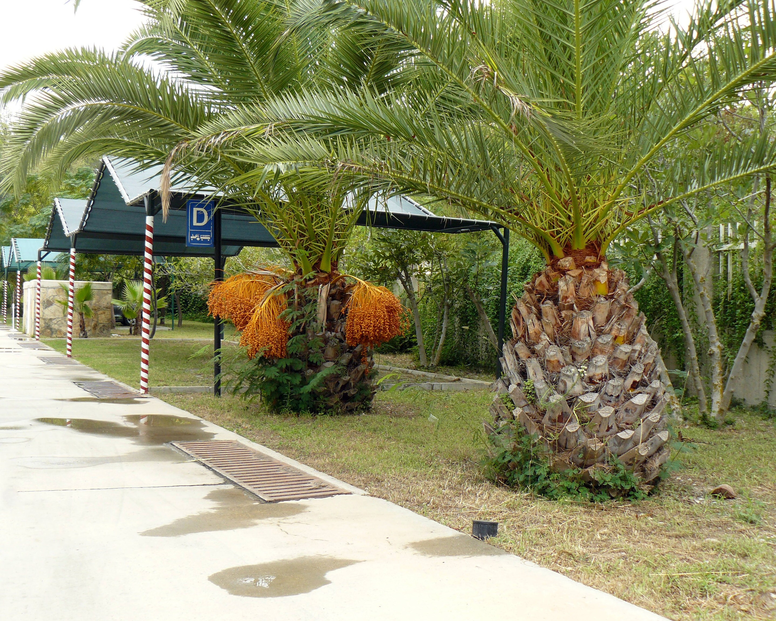 Кемер, Чамьюва 2008. Избранные фотографии