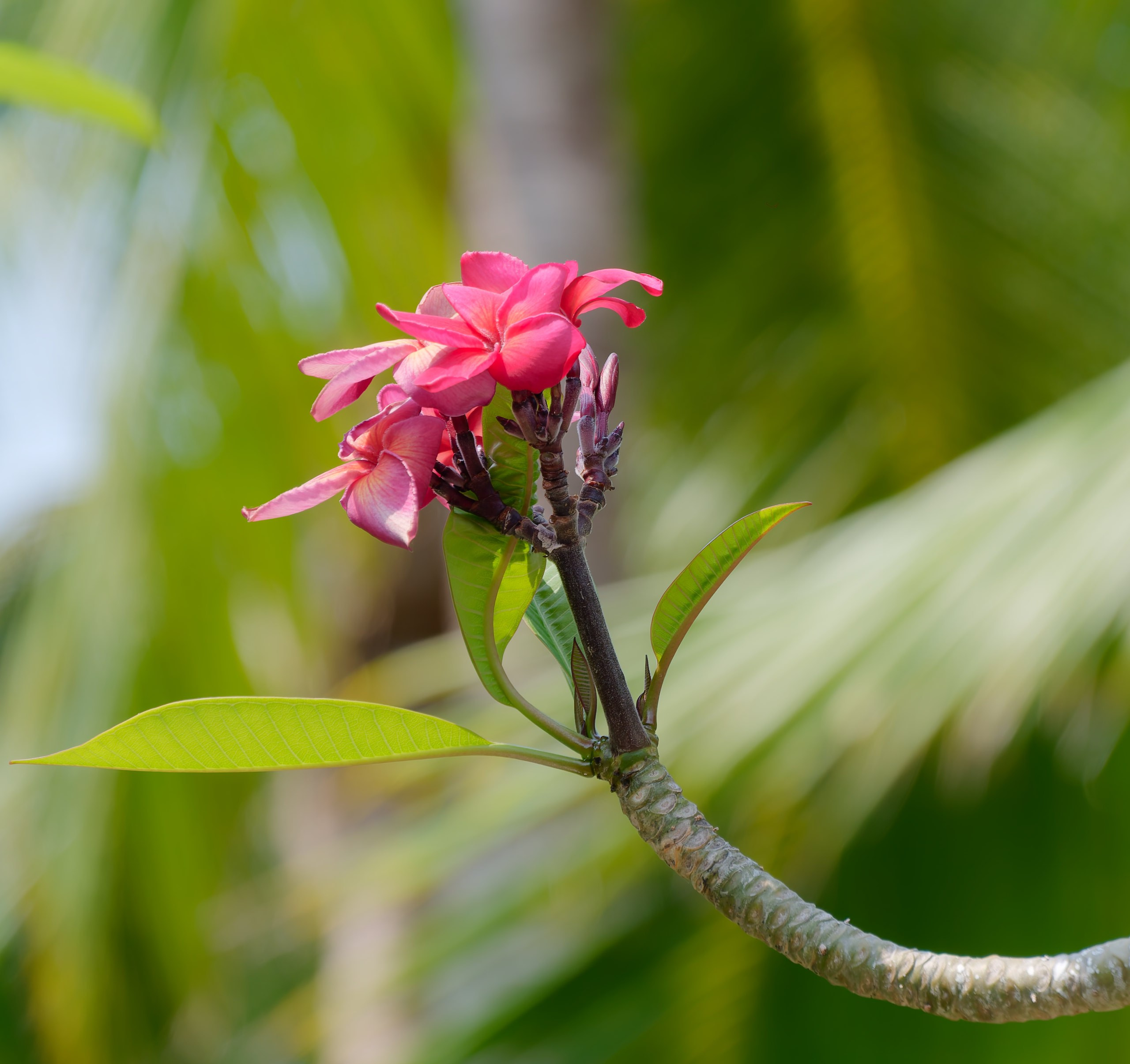 Хайнань 2026, флора, цветы и деревья. Фотопрогулки по Миру