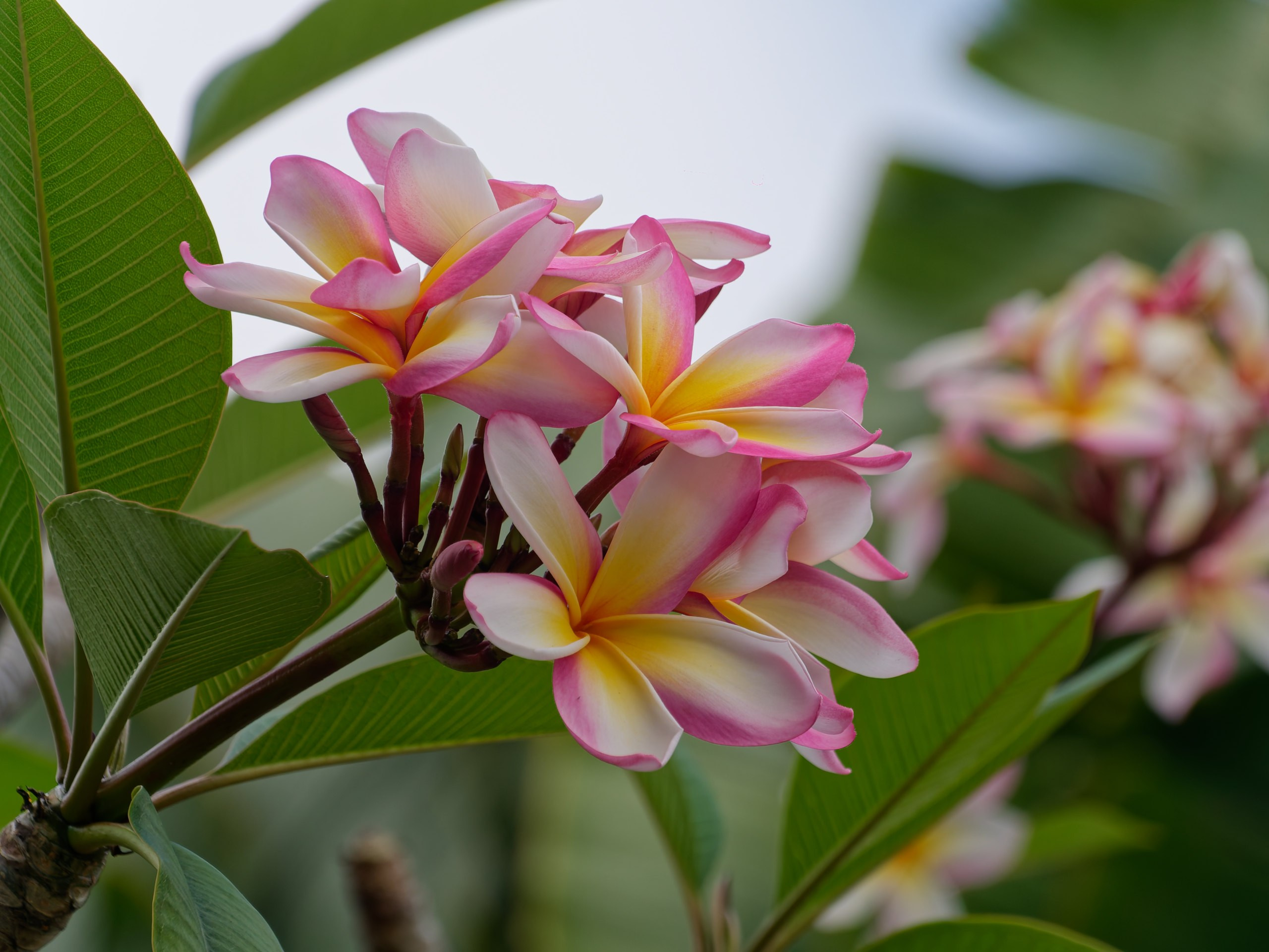 Хайнань 2026, флора, цветы и деревья. Фотопрогулки по Миру