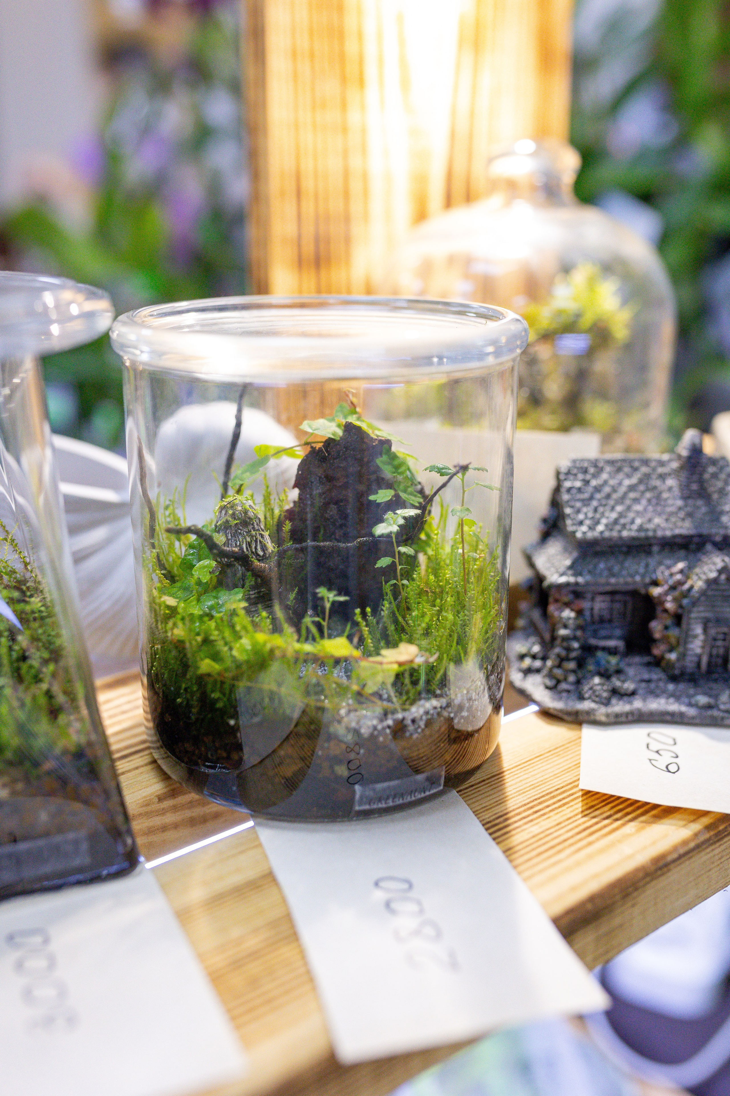 Орхидиум 12.2025. Александра Куликова фотограф, Москва