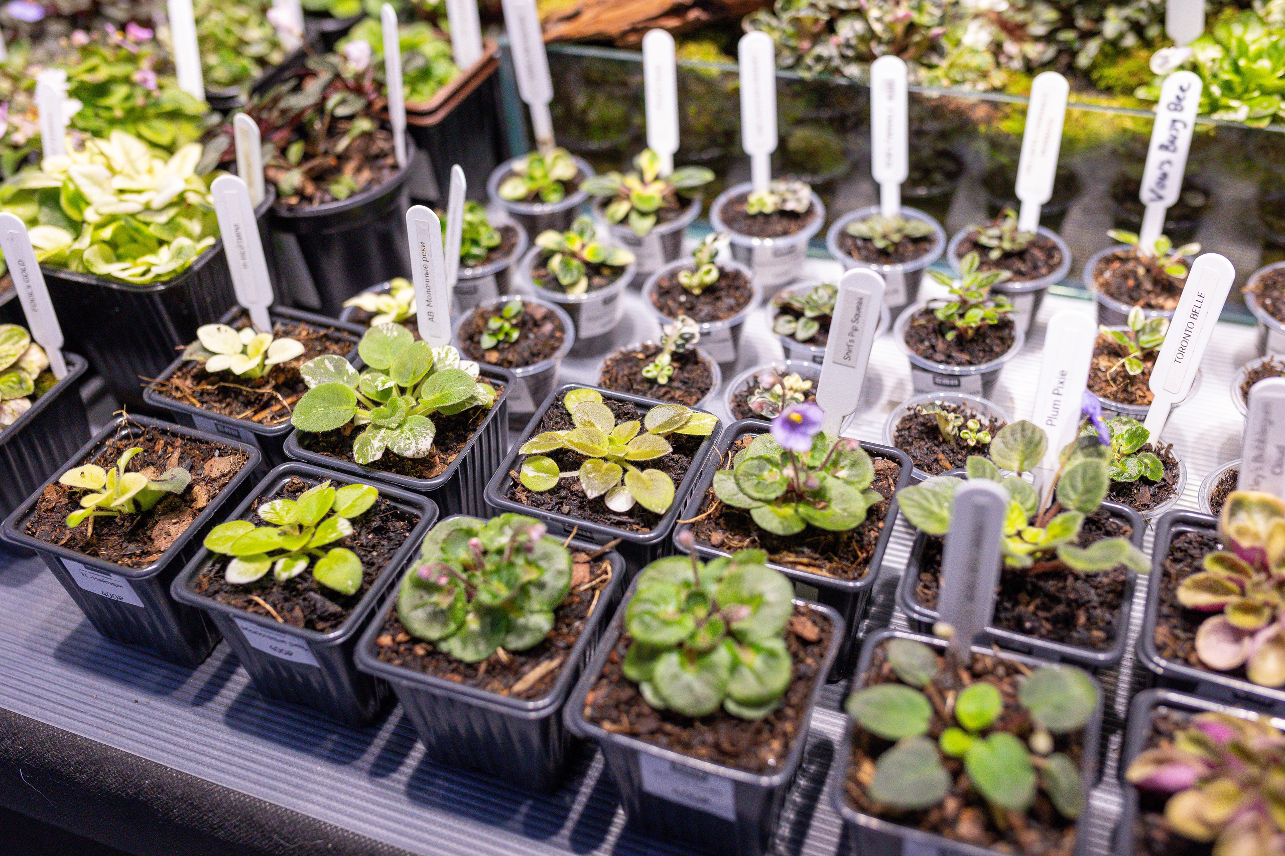 Монстериум 11–12 октября. Александра Куликова фотограф, Москва