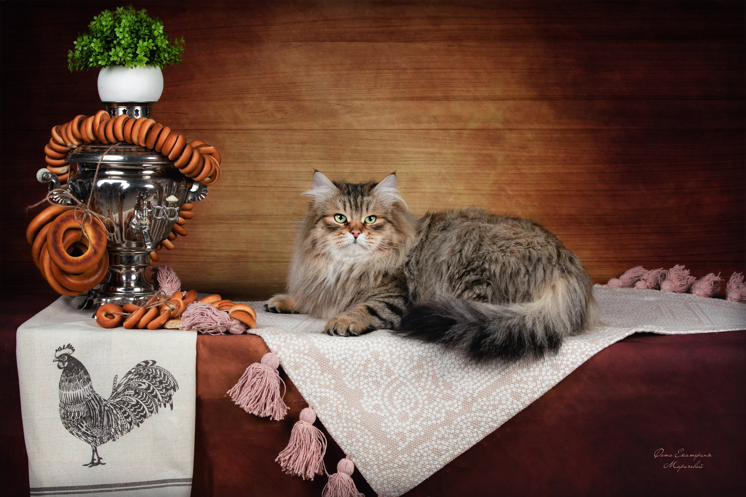 Стендовая съёмка на выставках кошек. Фотограф-анималист в Омске Екатерина Маричева