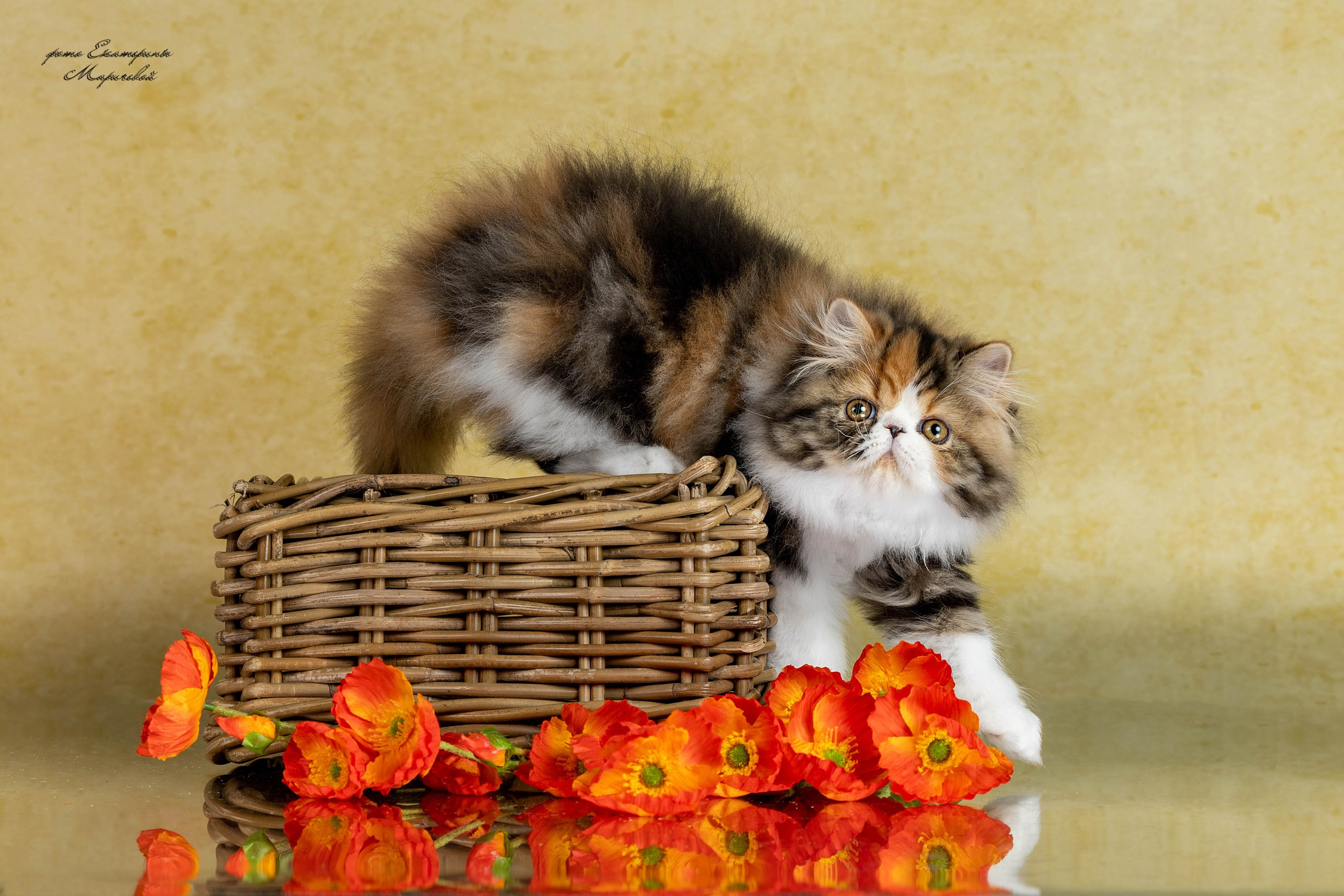 Стендовая съёмка на выставках кошек. Фотограф-анималист в Омске Екатерина Маричева