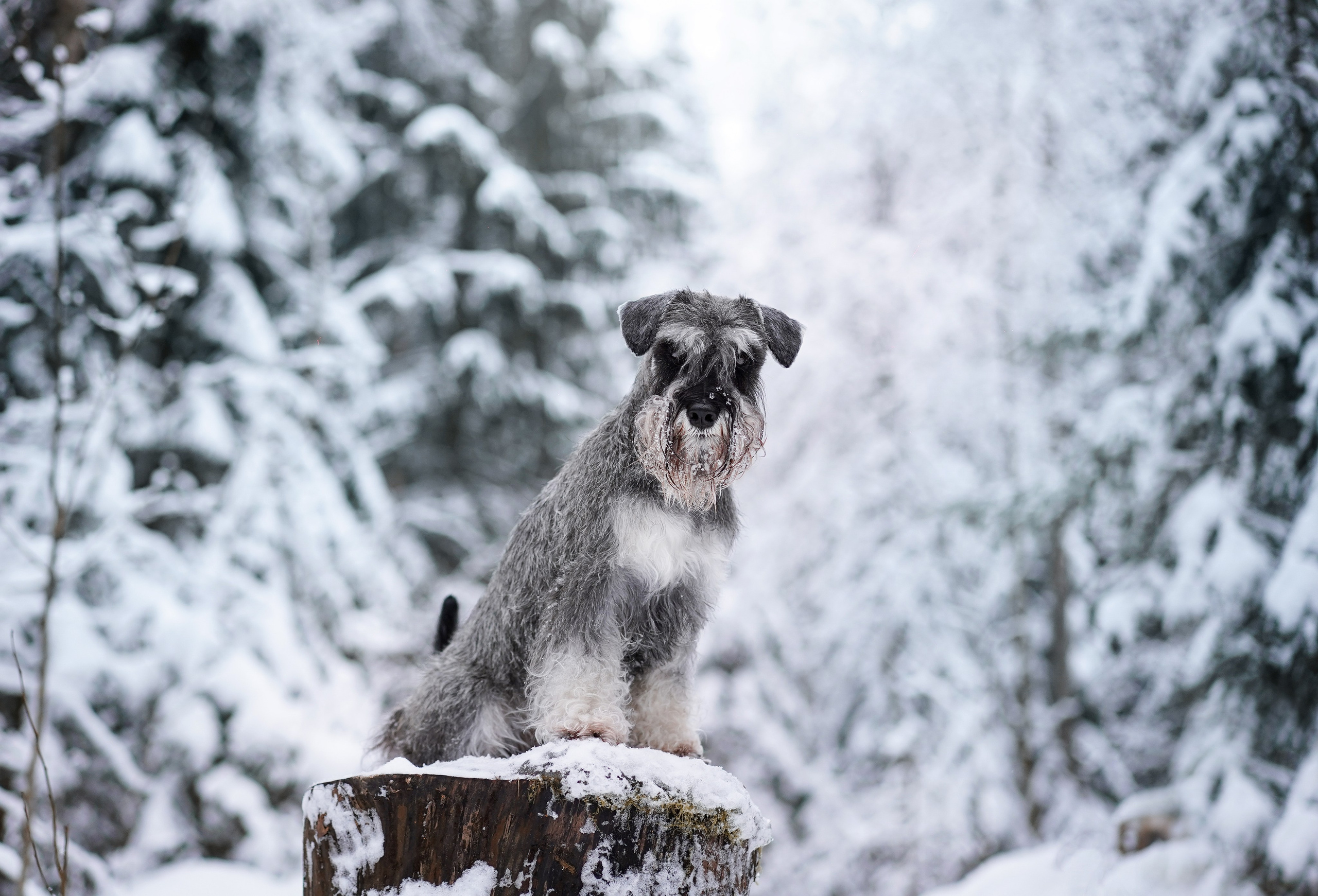 Бенчи и Арчи. Фотограф-анималист в Санкт-Петербурге Яна Мартынова