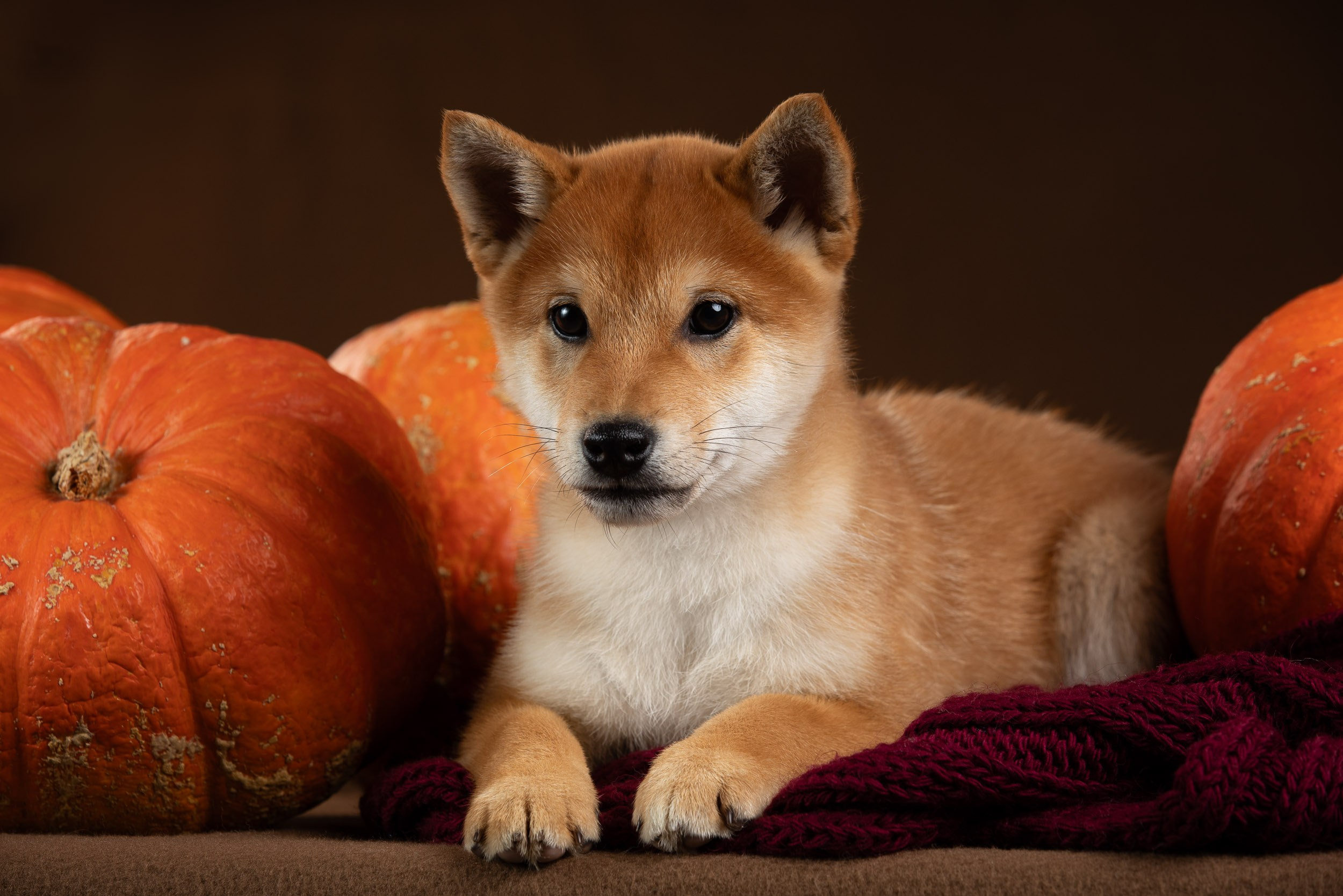 Съемка щенков на продажу с искусственным светом. Фотограф-анималист в Москве и Московской области Татьяна Фролова