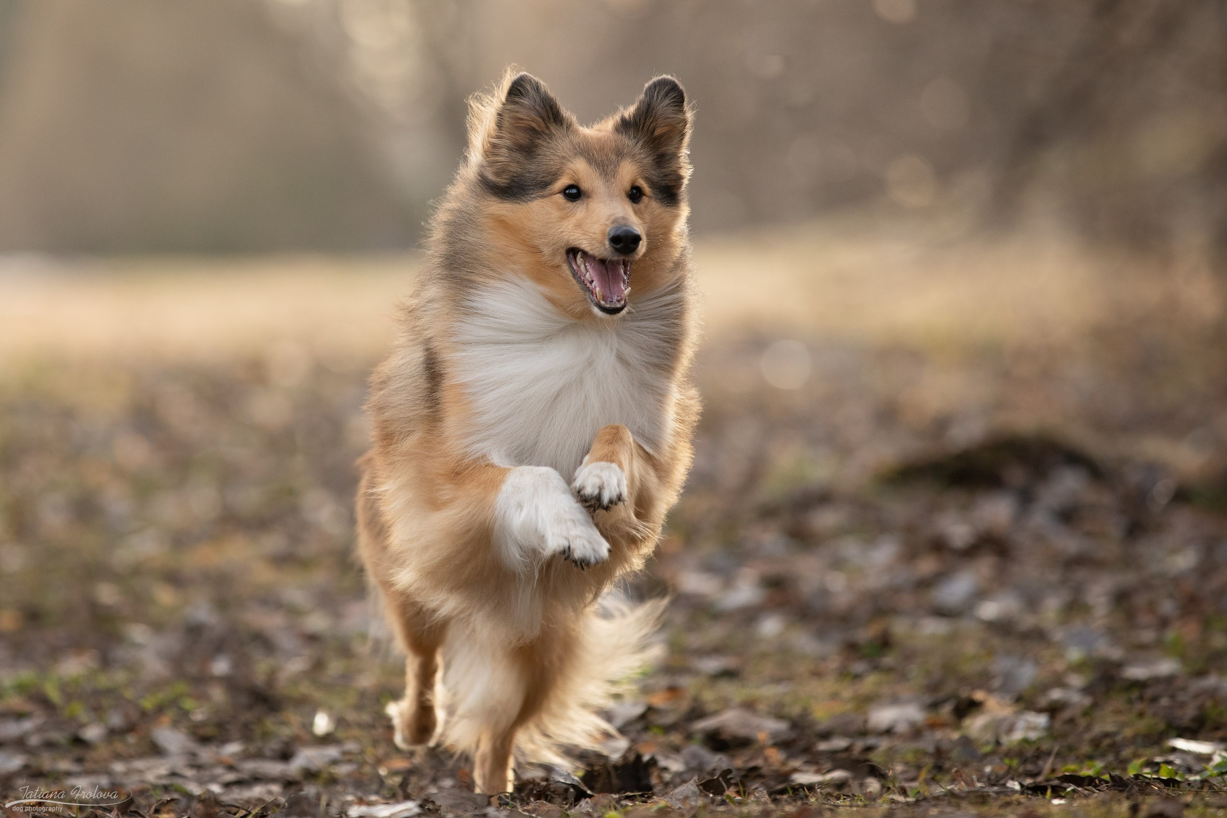 Фотопрогулка для шелти и её хозяйки в Ботаническом саду. Фотограф-анималист в Москве и Московской области Татьяна Фролова