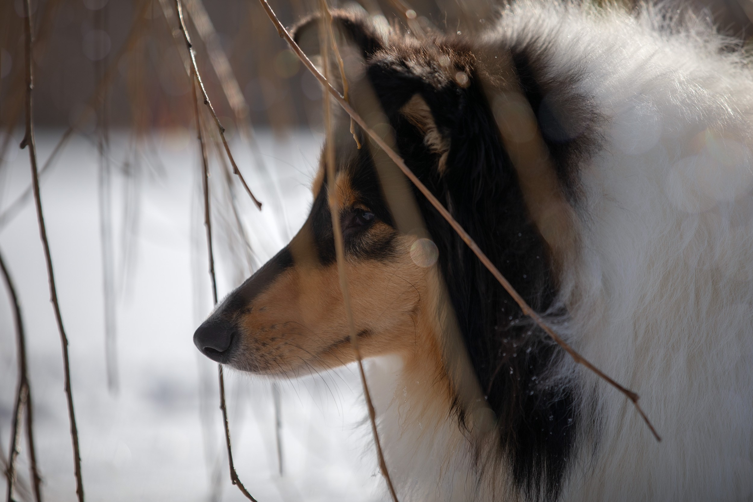 Фотопрогулка с собаками в Царицыно. Фотограф-анималист в Москве и Московской области Татьяна Фролова