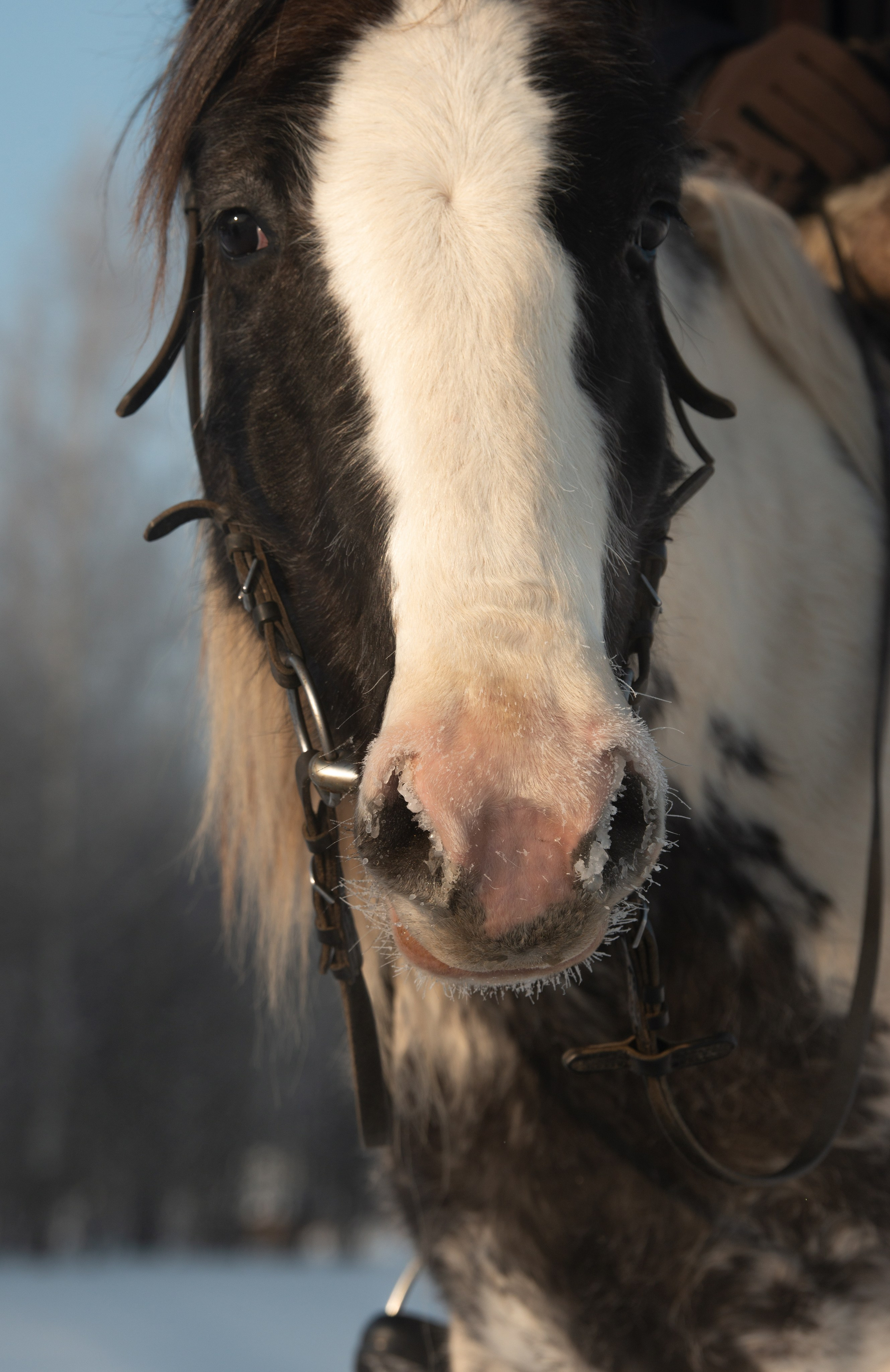 Псовая охота Аванпост. Конный фотограф в Саратове Юлия Иванова