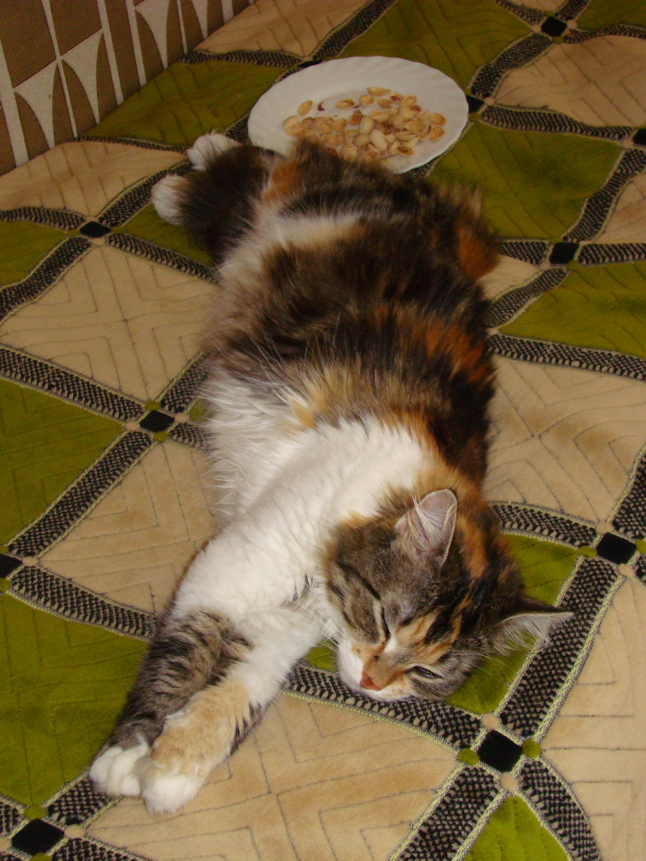 Кабардинка (фото Зевиных) 25.06-24.07.2008. Семейный, Свадебный фотограф СПБ Питер— Романова Екатерина