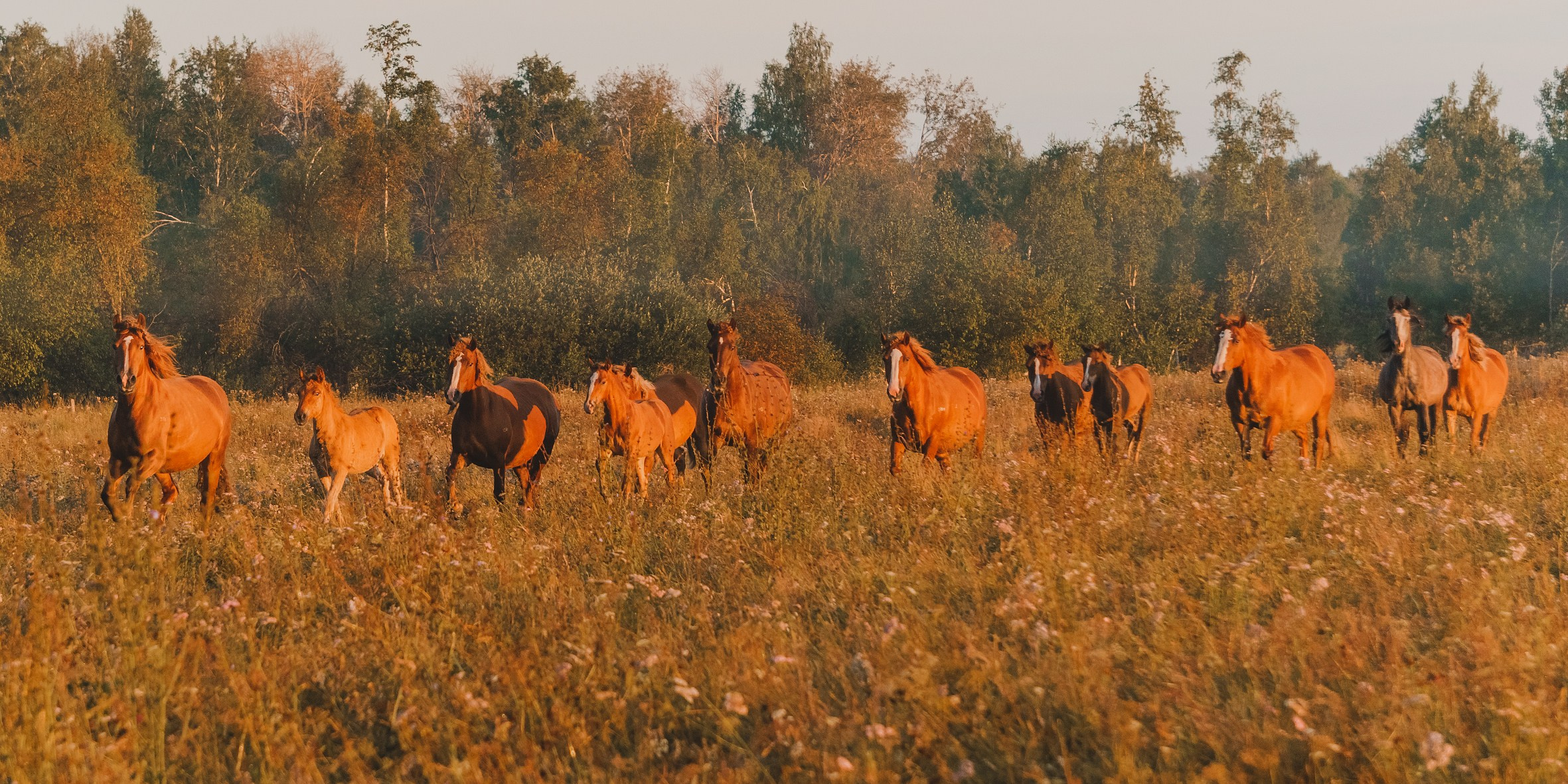 Life with horse. Saamill