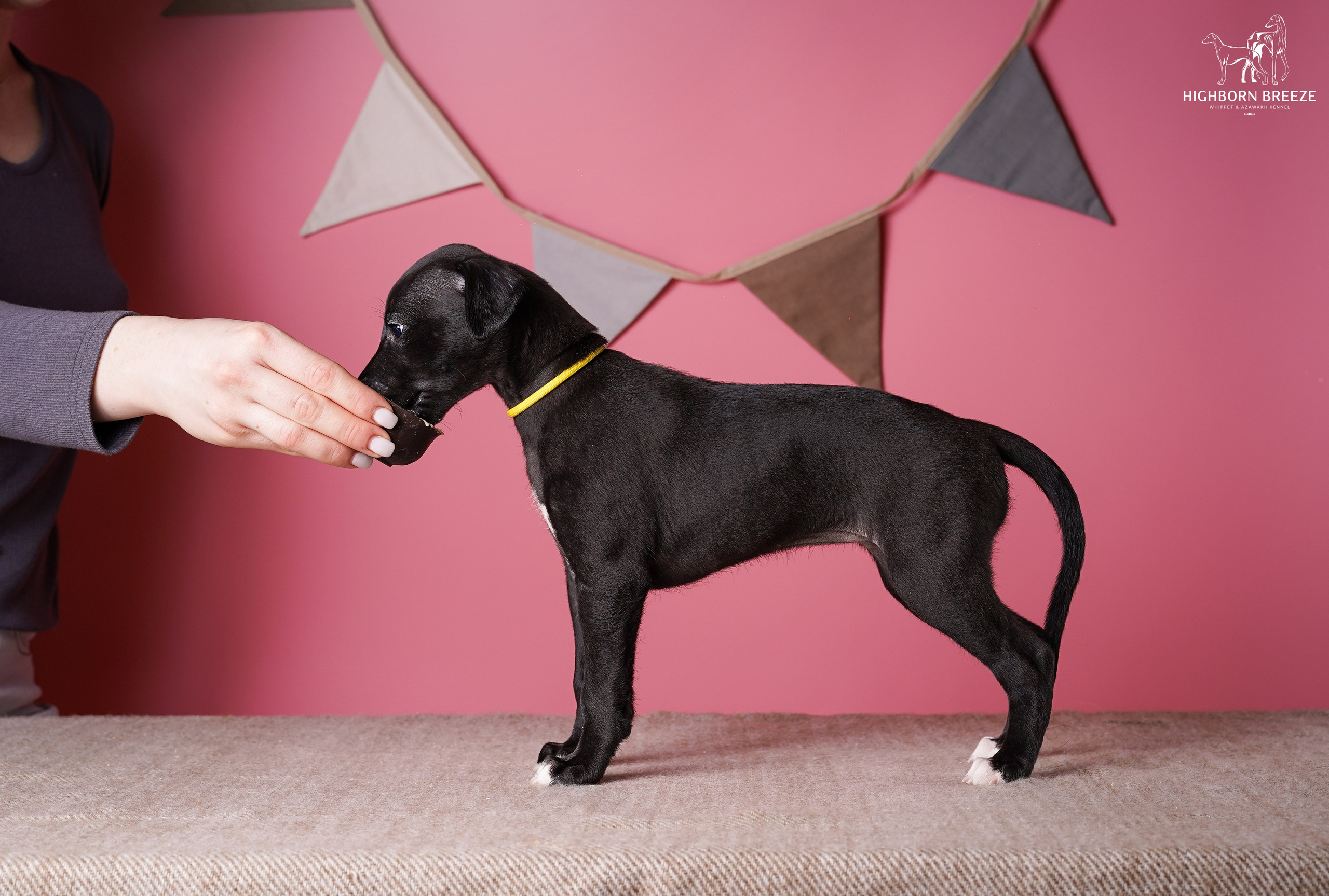 Щенки уиппета. Фотограф-анималист в Санкт-Петербурге Яна Мартынова
