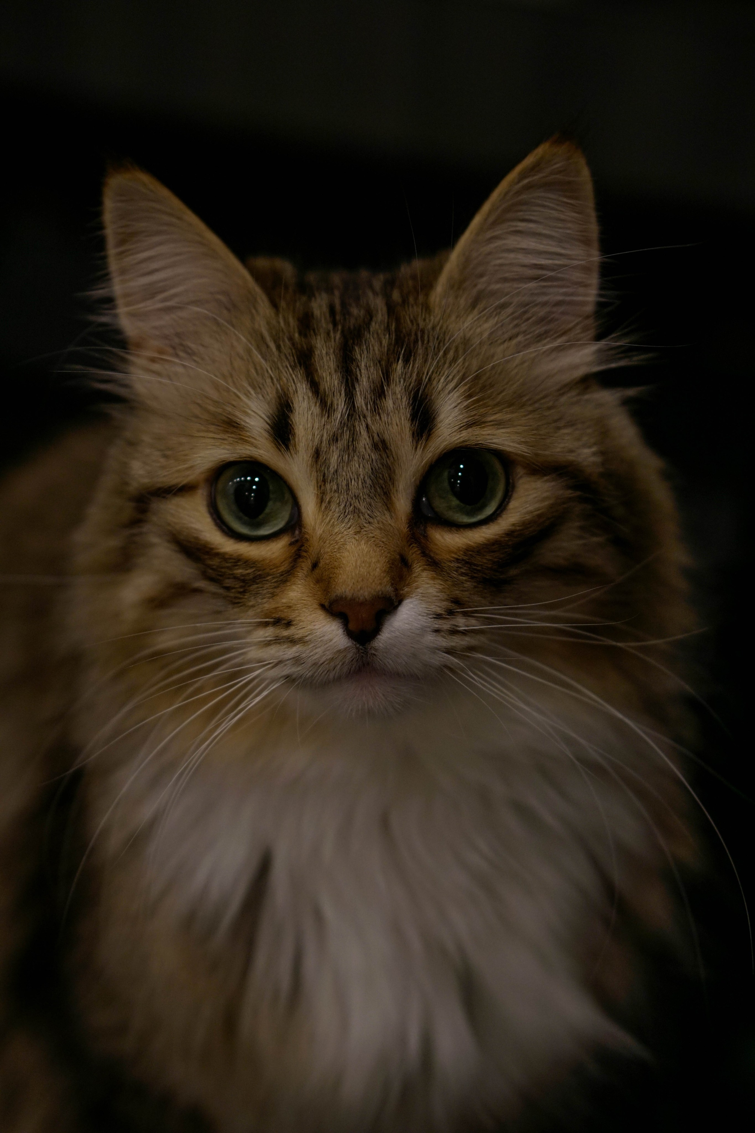 Масленица с теплом. Фотограф Санкт-Петербург