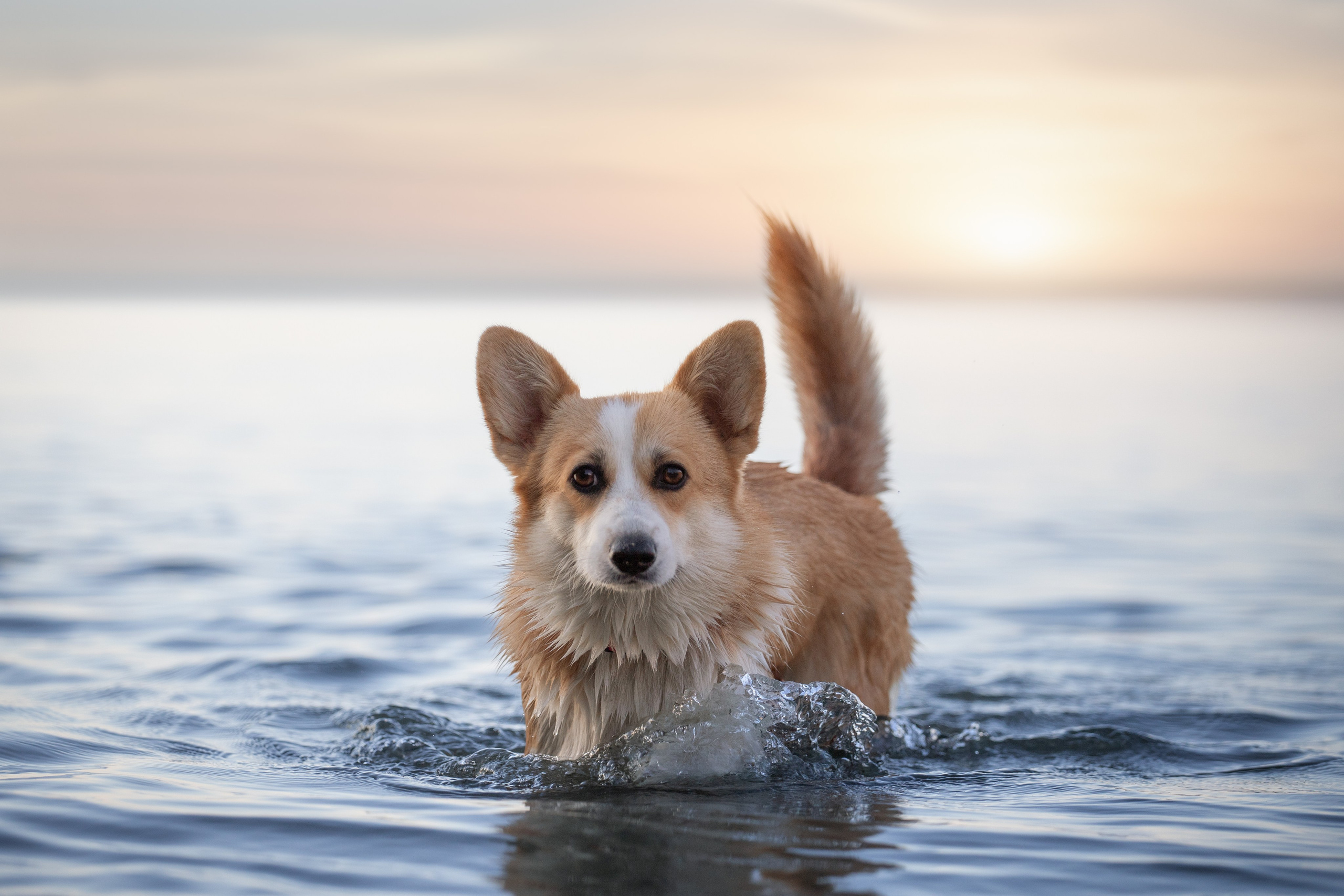 Фотосъёмка собак. Семейный и анималист фотограф в Переславле Анастасия Гусева