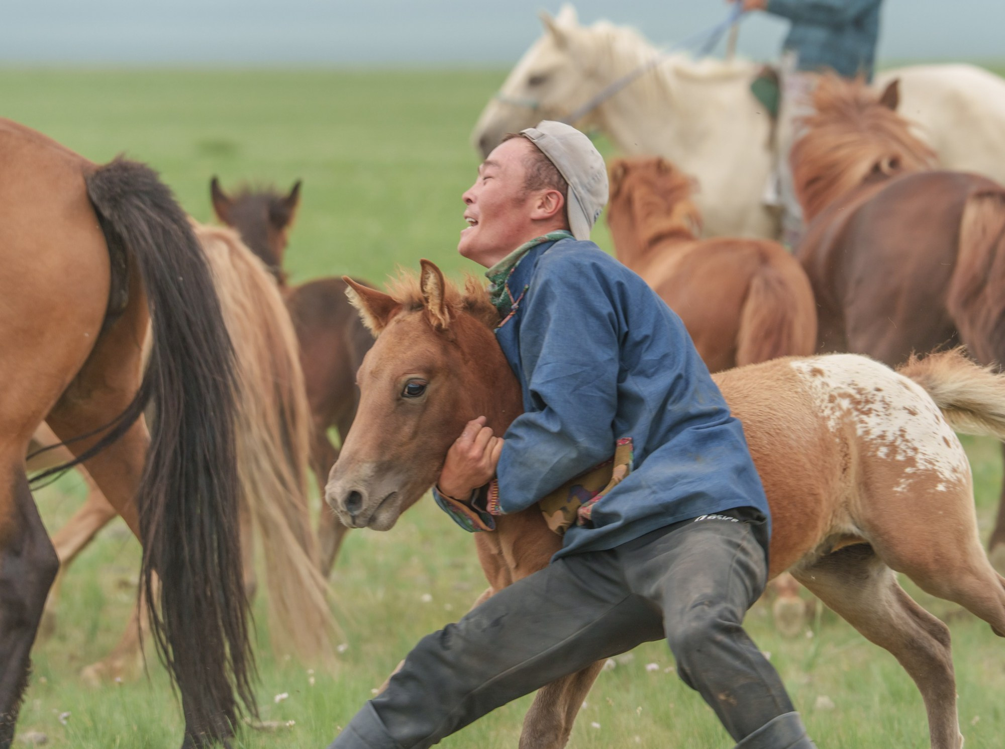 A Mongolian nomad keeps up a foal for taming