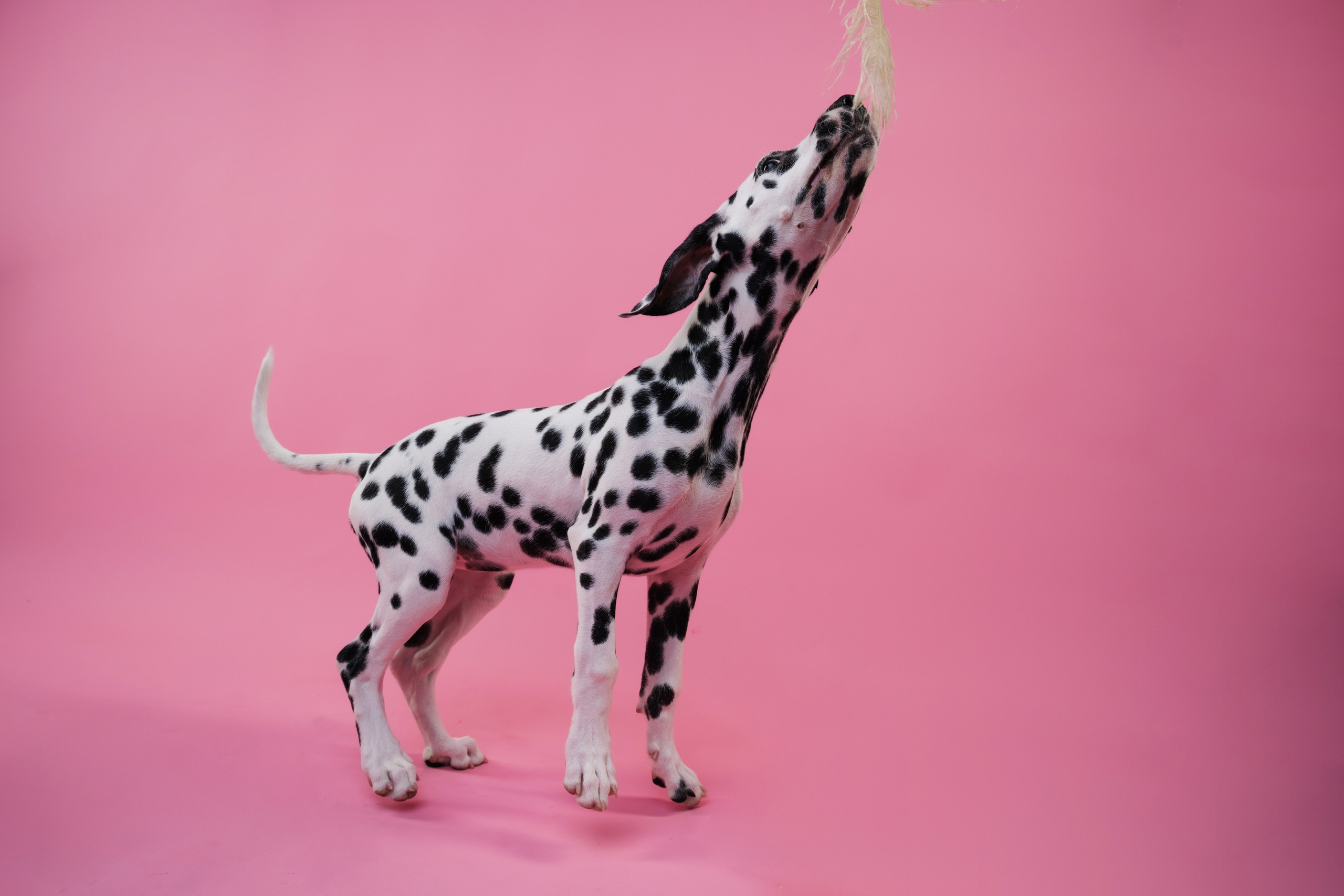 Далматин Одри. Фотограф анималист Осипчикова Мария