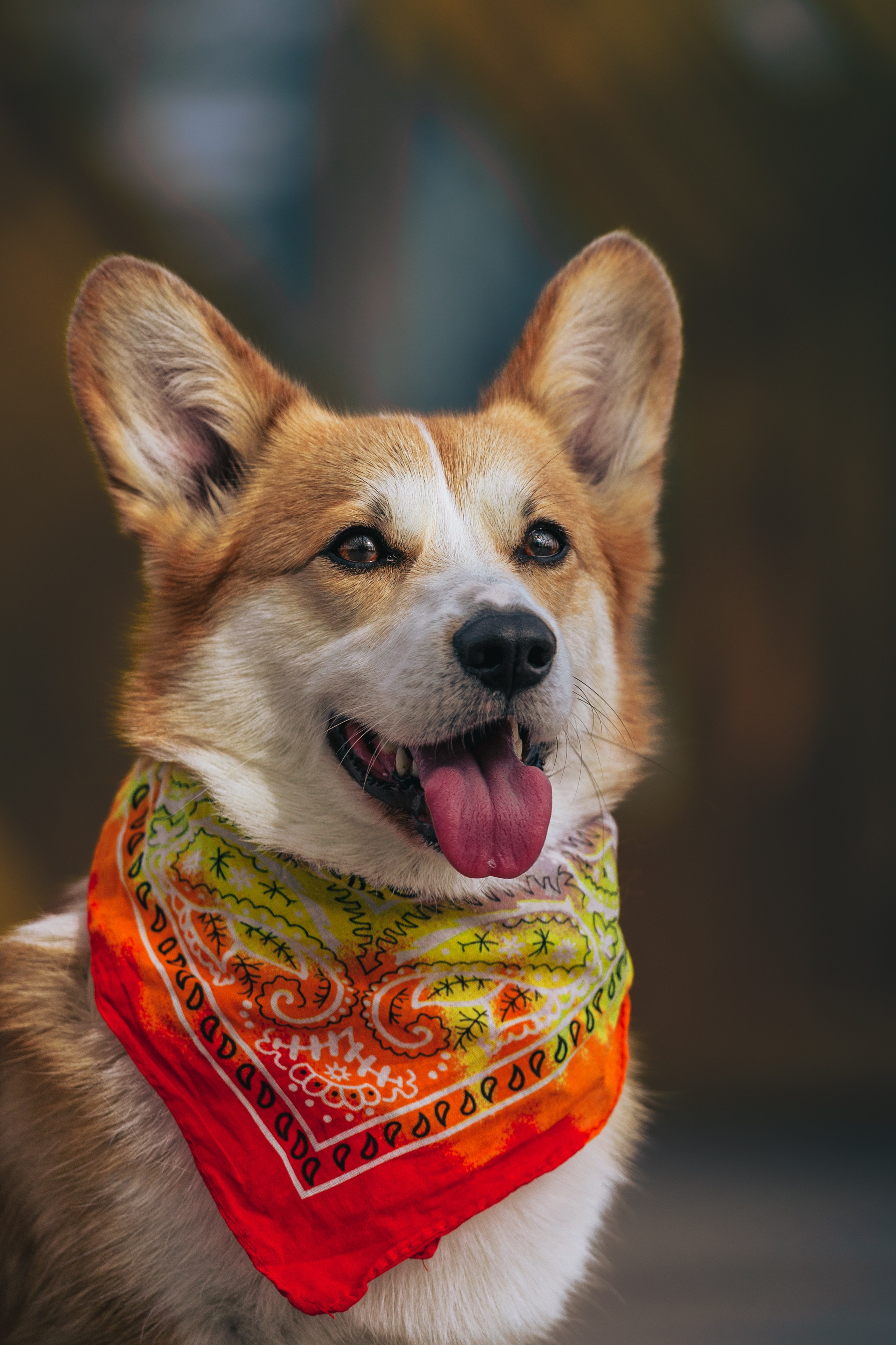 Андреевский мост. Фотограф-анималист Татьяна Степанова