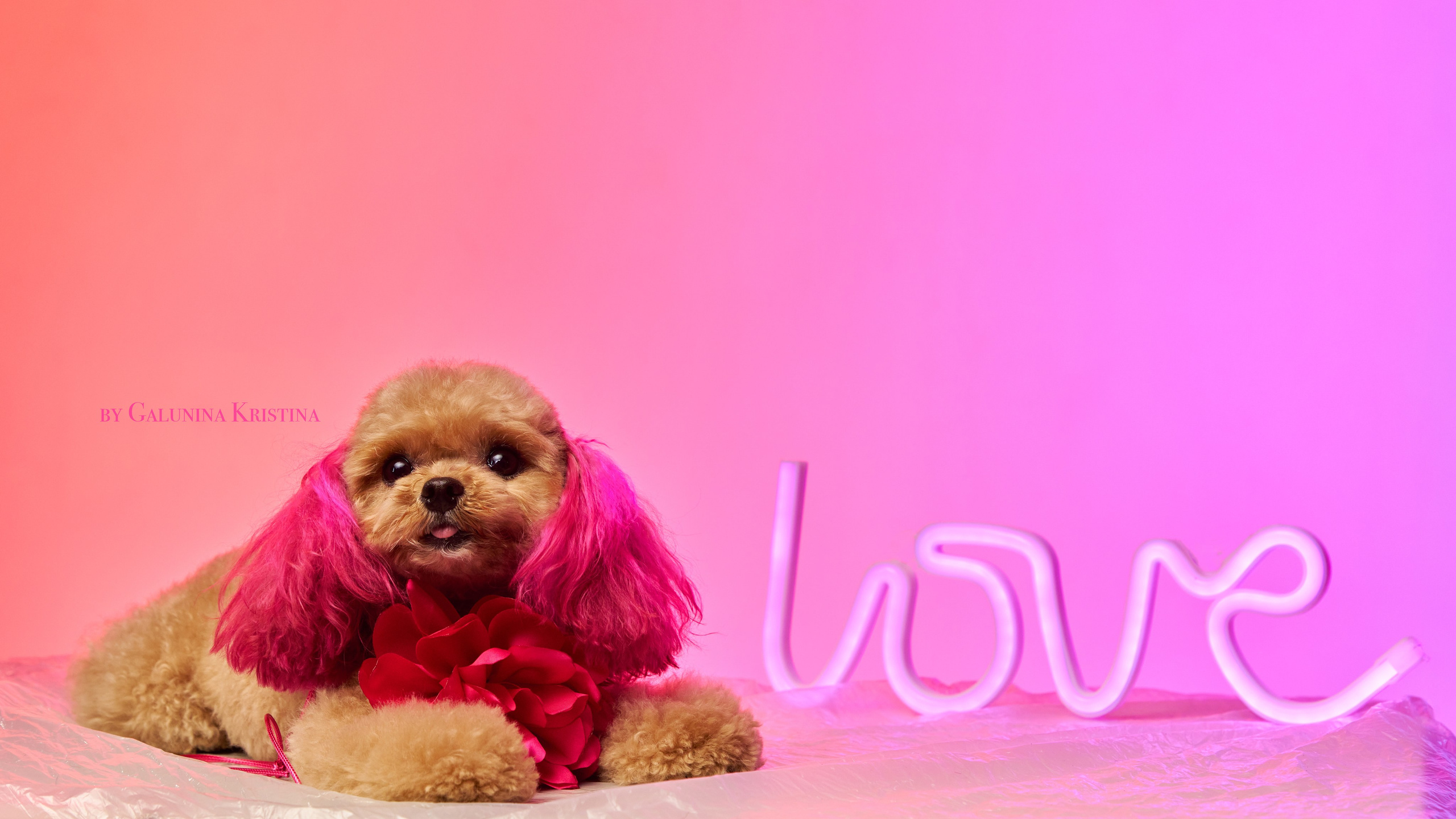 Фото с животными альбом. Фотограф в Москве — Галунина Кристина