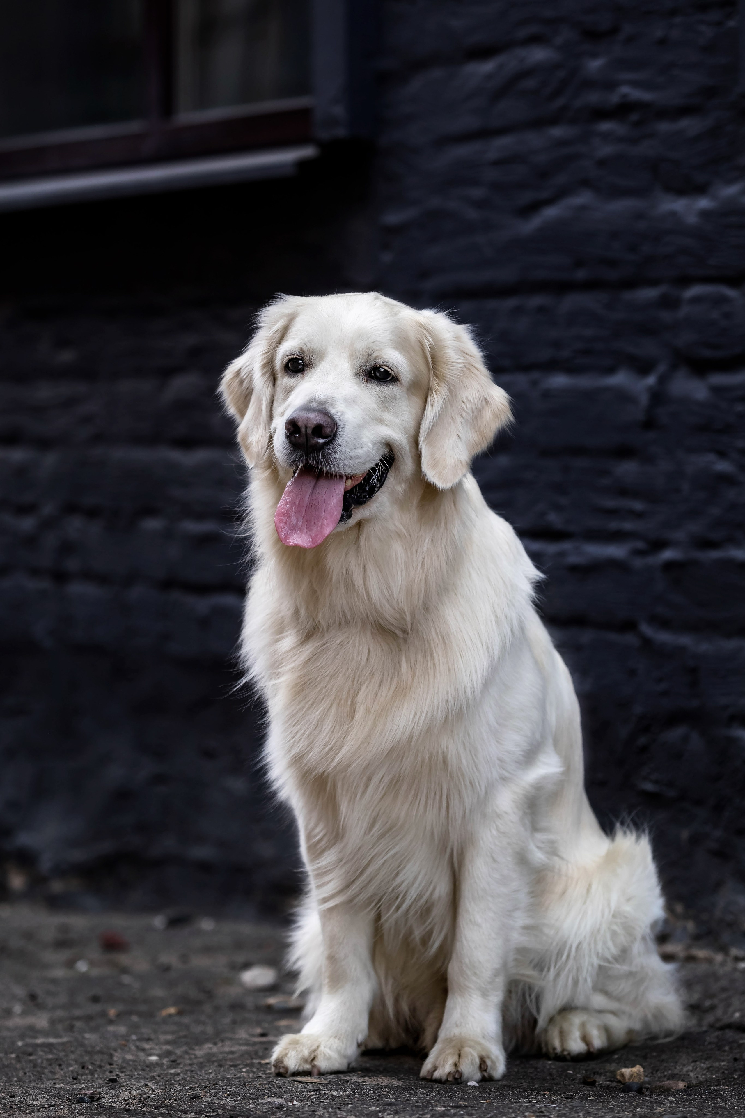 Голден. Https://moshkovaphoto.ru/