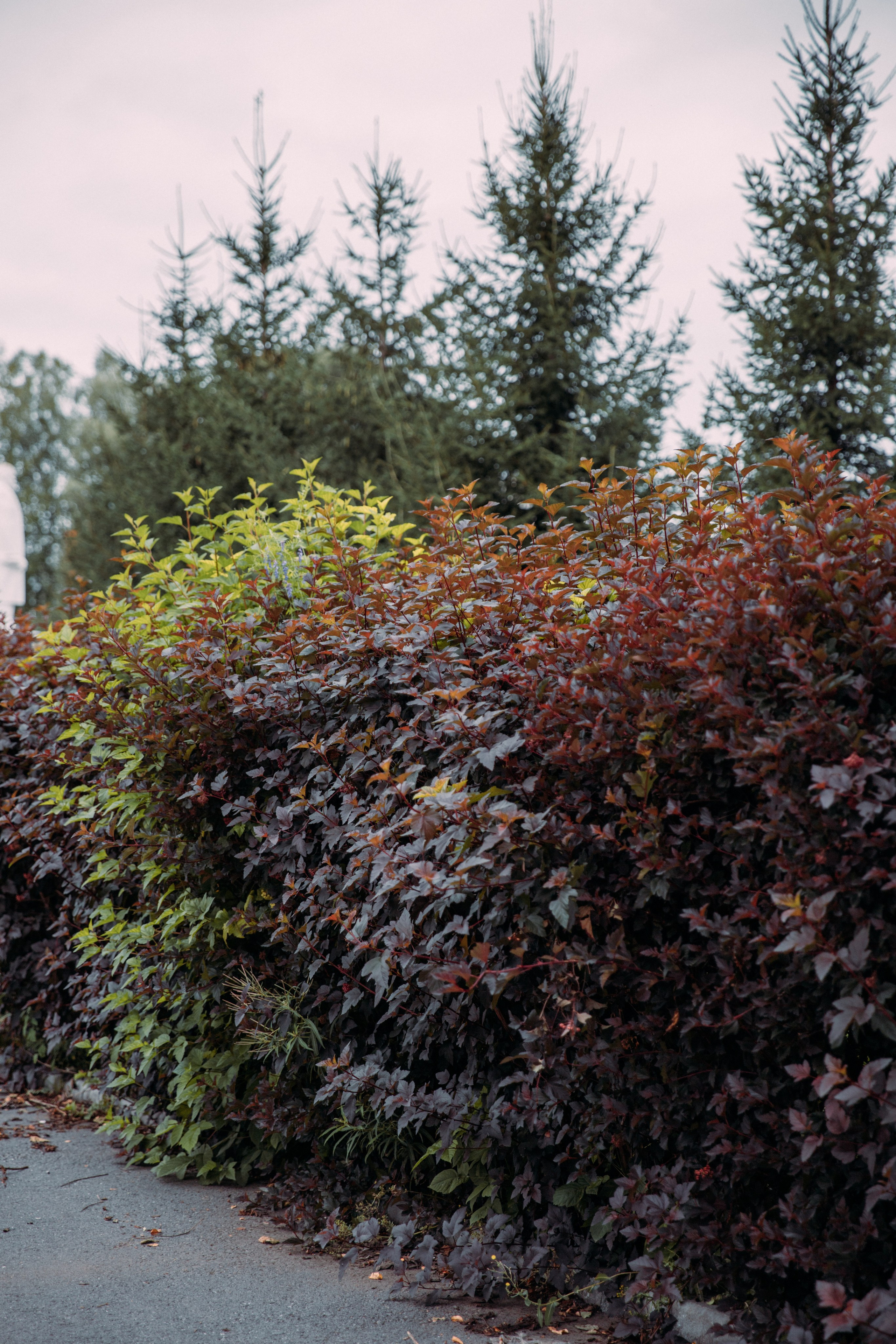 Елена и Вячеслав. Фотограф Анастасия Петрова