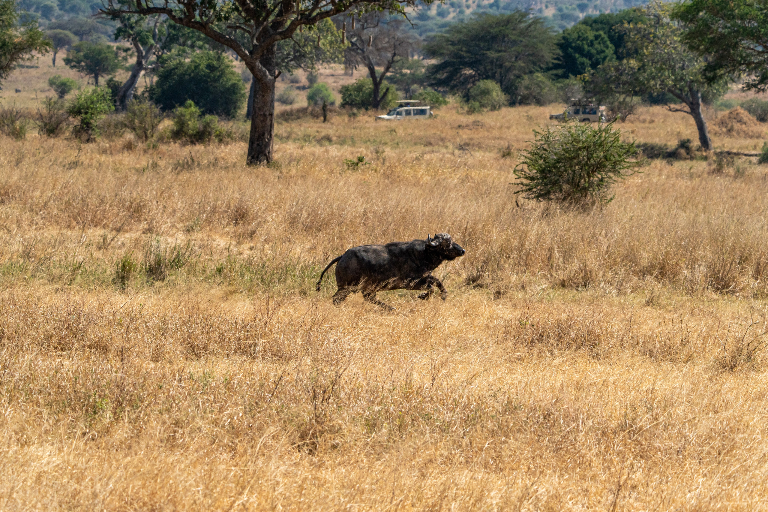 Танзания, сафари, 2025. Творческие сьемки