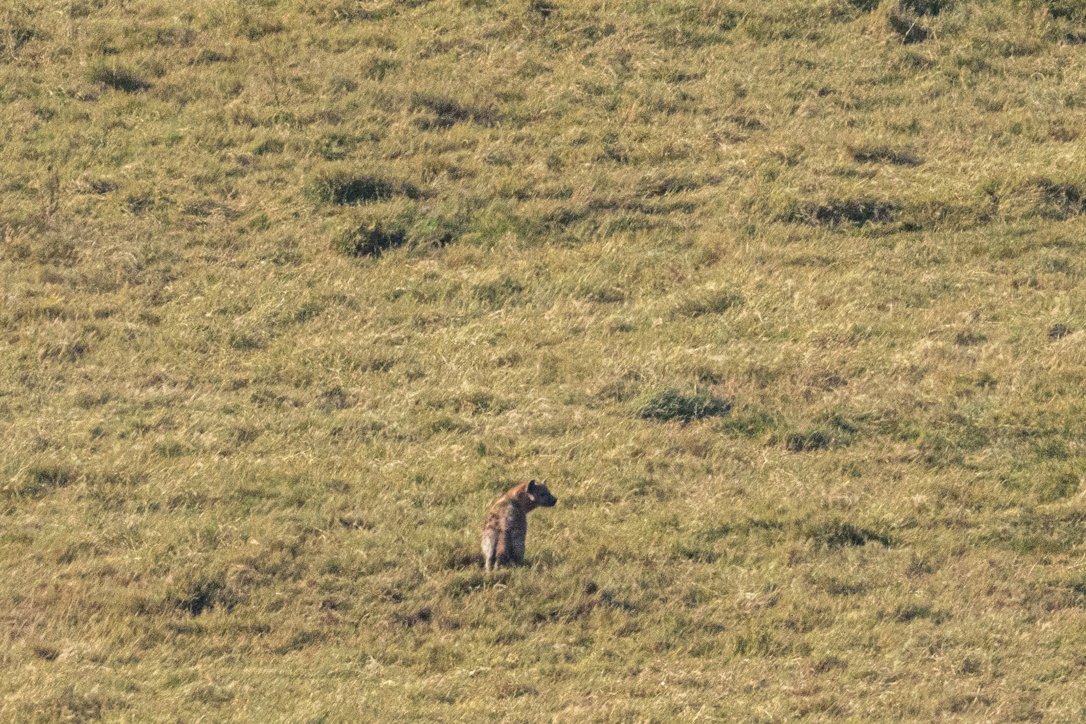 Танзания, сафари, 2025. Творческие сьемки