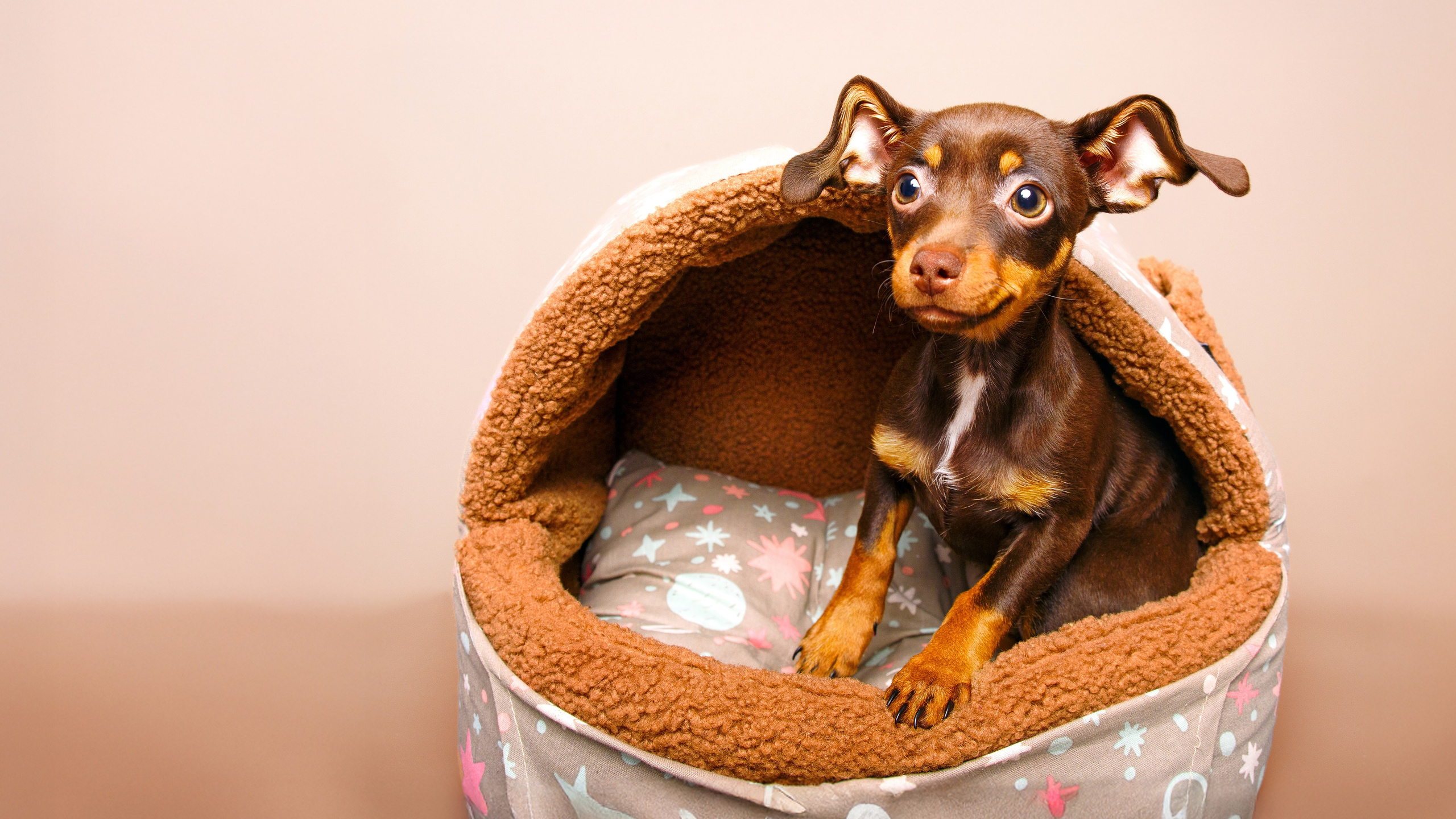 Собаки. Фотограф-анималист в СПб