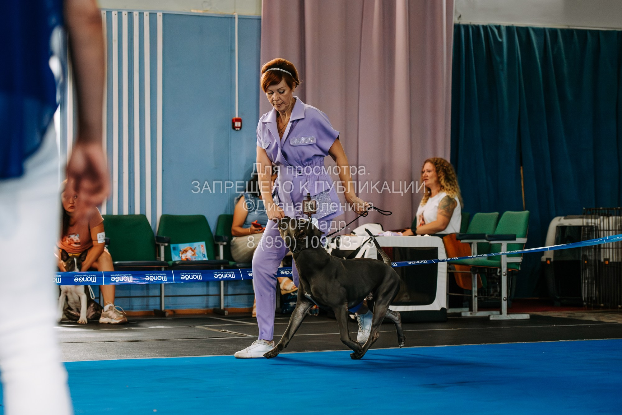Национальная выставка собак всех пород ранга САС-IKU «Кубок Красноярск. Фотограф Диана Оленина Красноярск / Братск