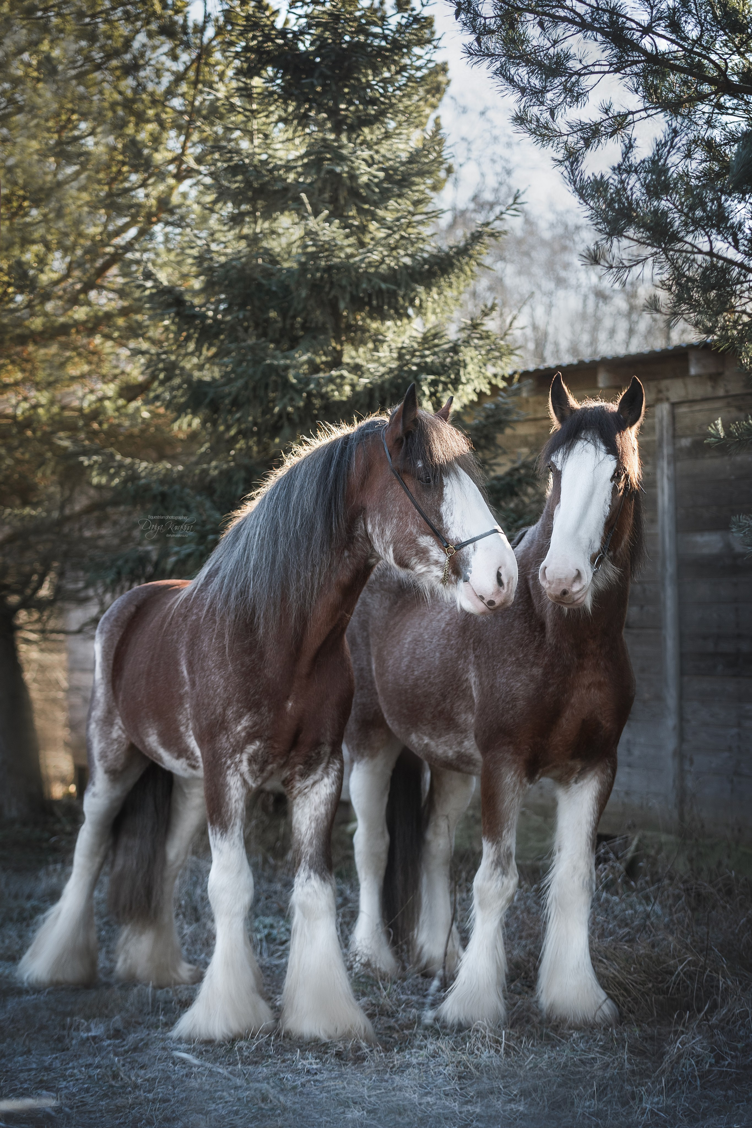 Komardins. Конный фотограф Куракина Дарья • Фотосессии с лошадьми