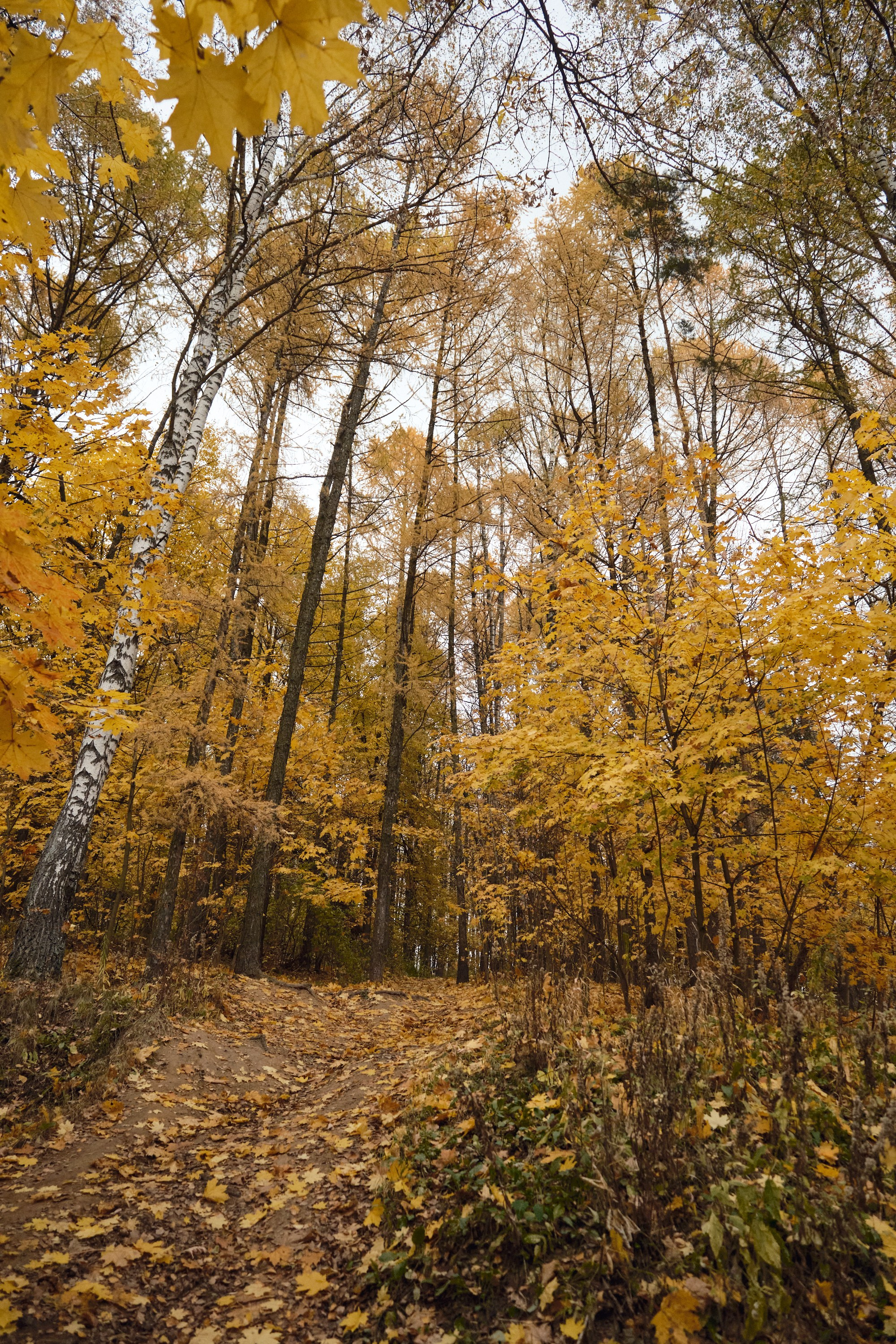 Парк Синичка | Красногорск. Фотографъ Сергѣевъ. Поймать мгновеніе