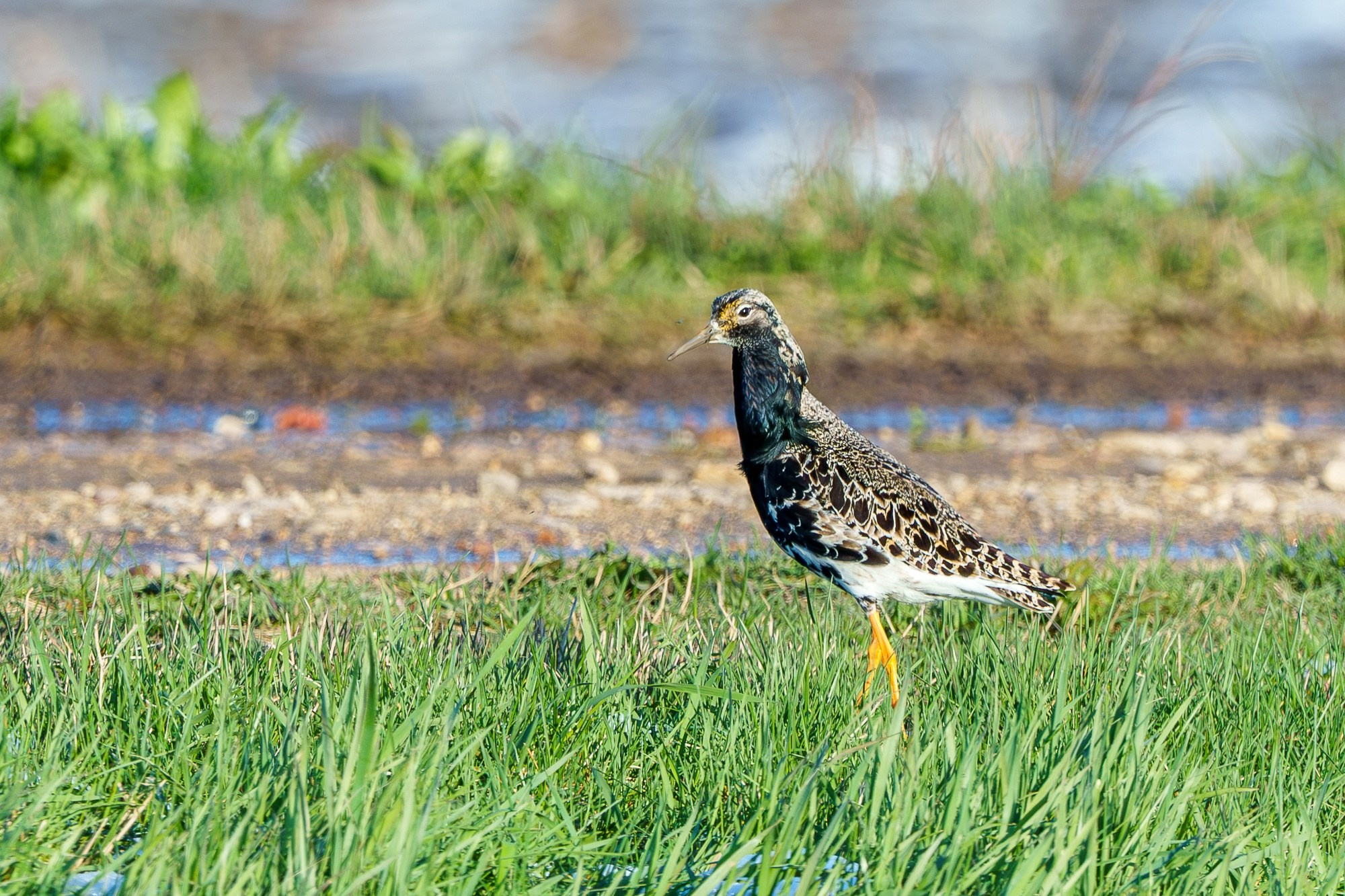 Удивительные мир птиц. Вокруг нас столько прекрасного — присмотритесь!. Ваш личный фотограф Марина Волкова