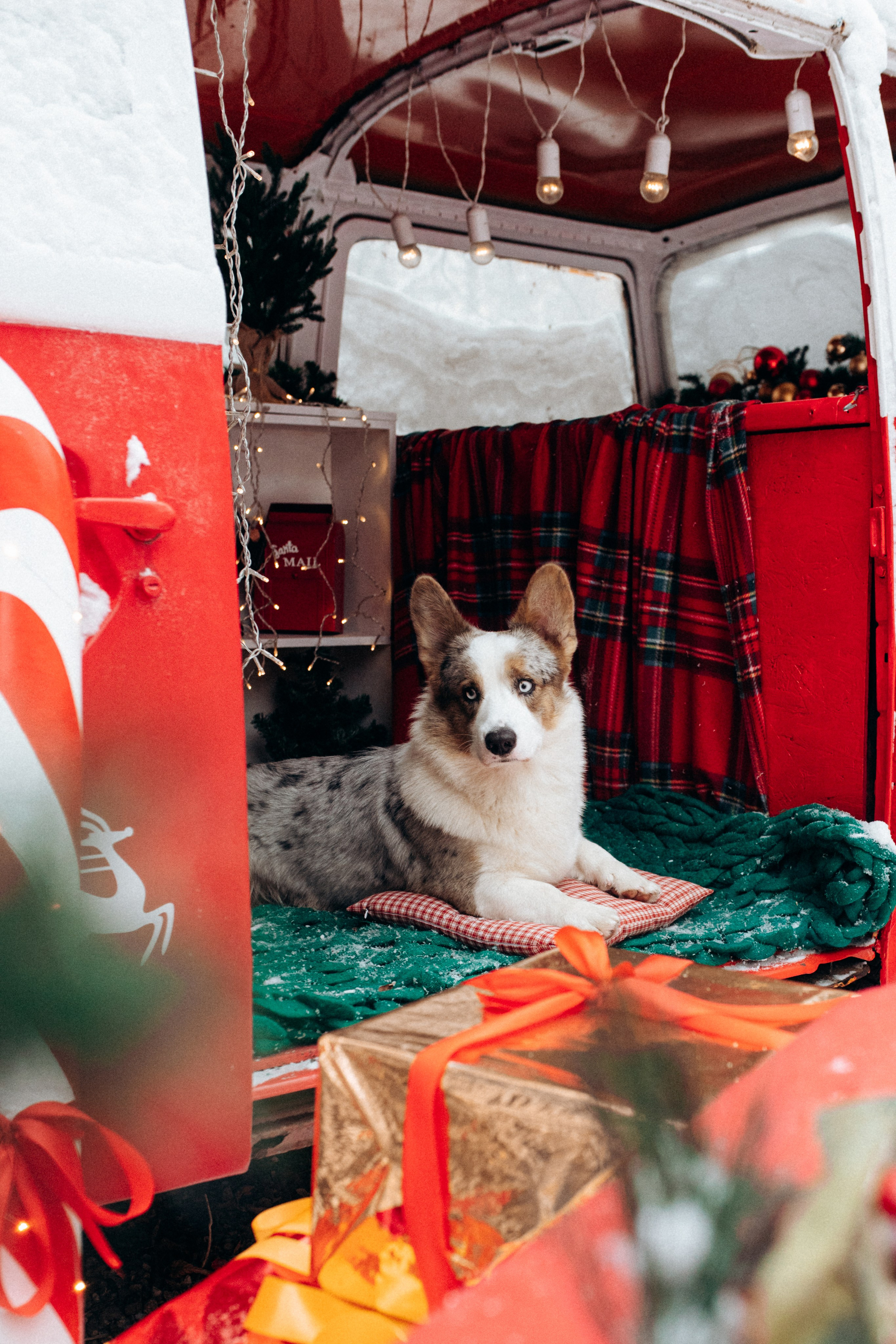 Маша и Дэф. Фотограф анималист в Москве Ольга Агушева