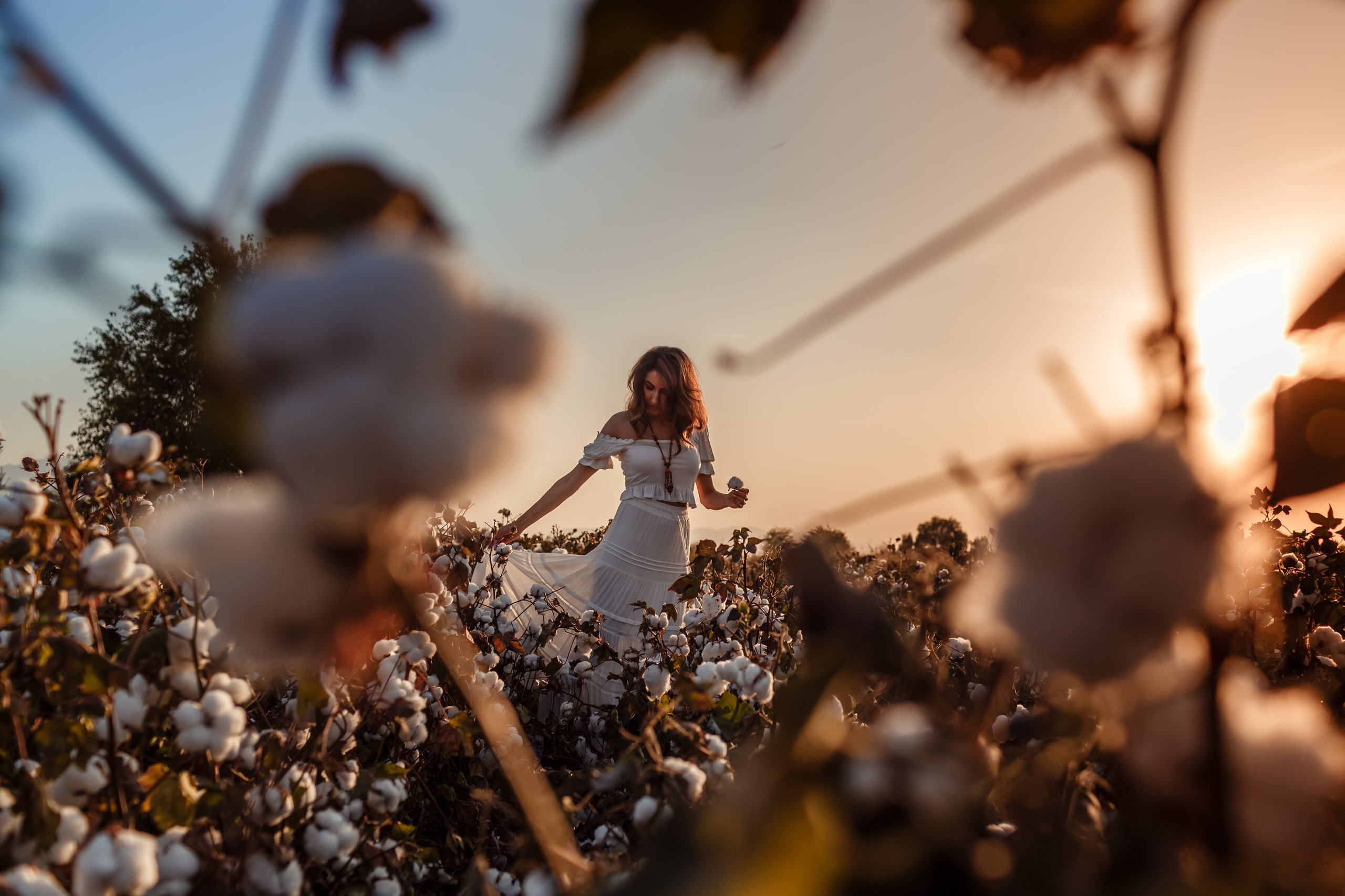 A photo session in the cotton field