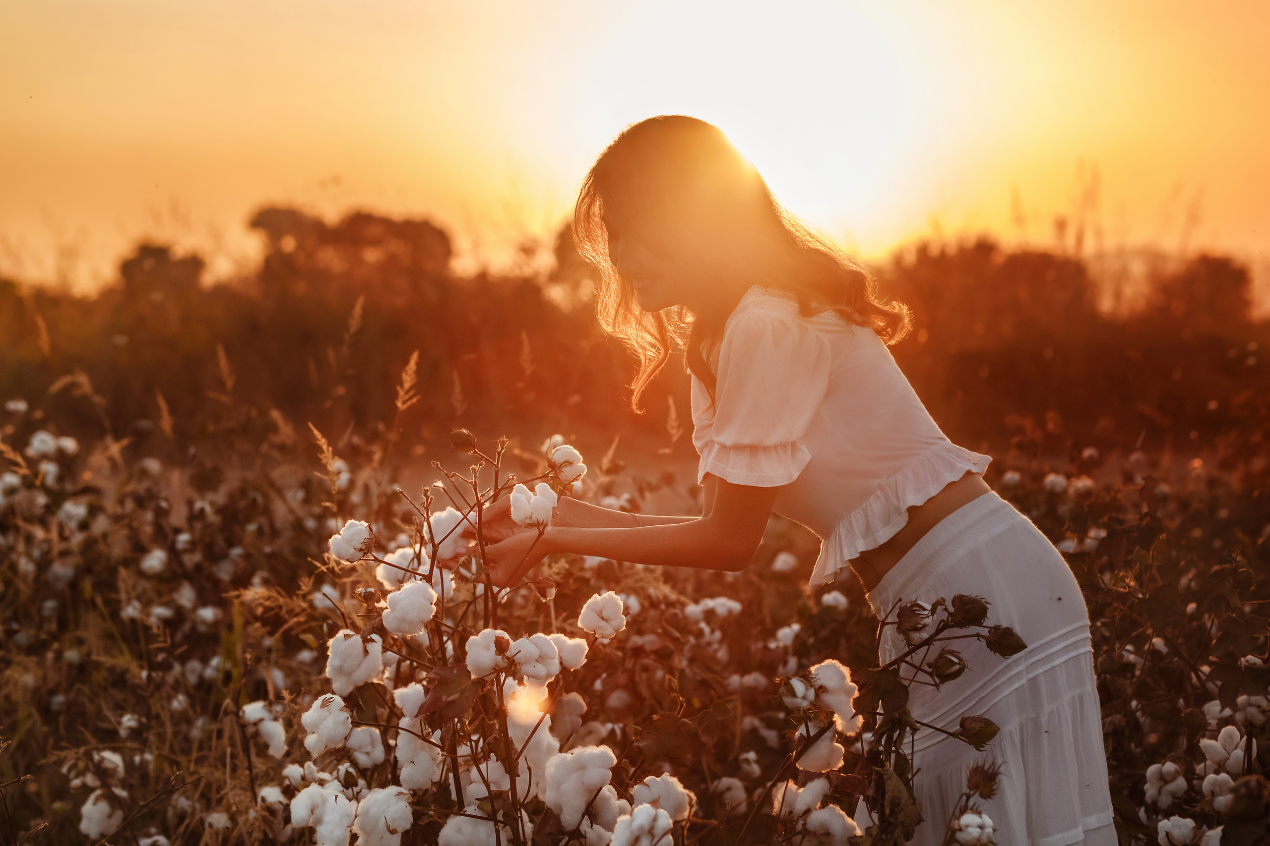 A photo session in the cotton field