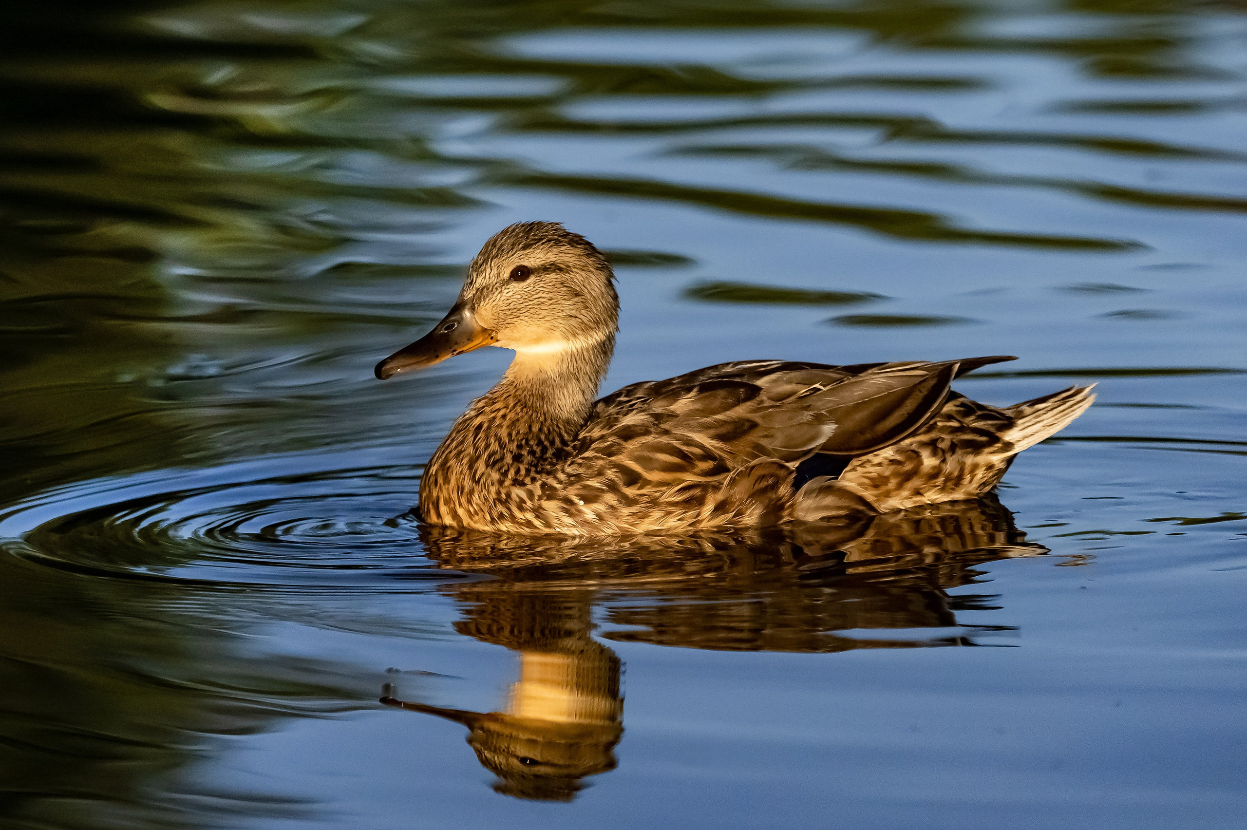 Красота Заречного. Репортажный, семейный и детский фотограф в Пензе и Заречном Арина Ермилова. Картины барельеф на заказ