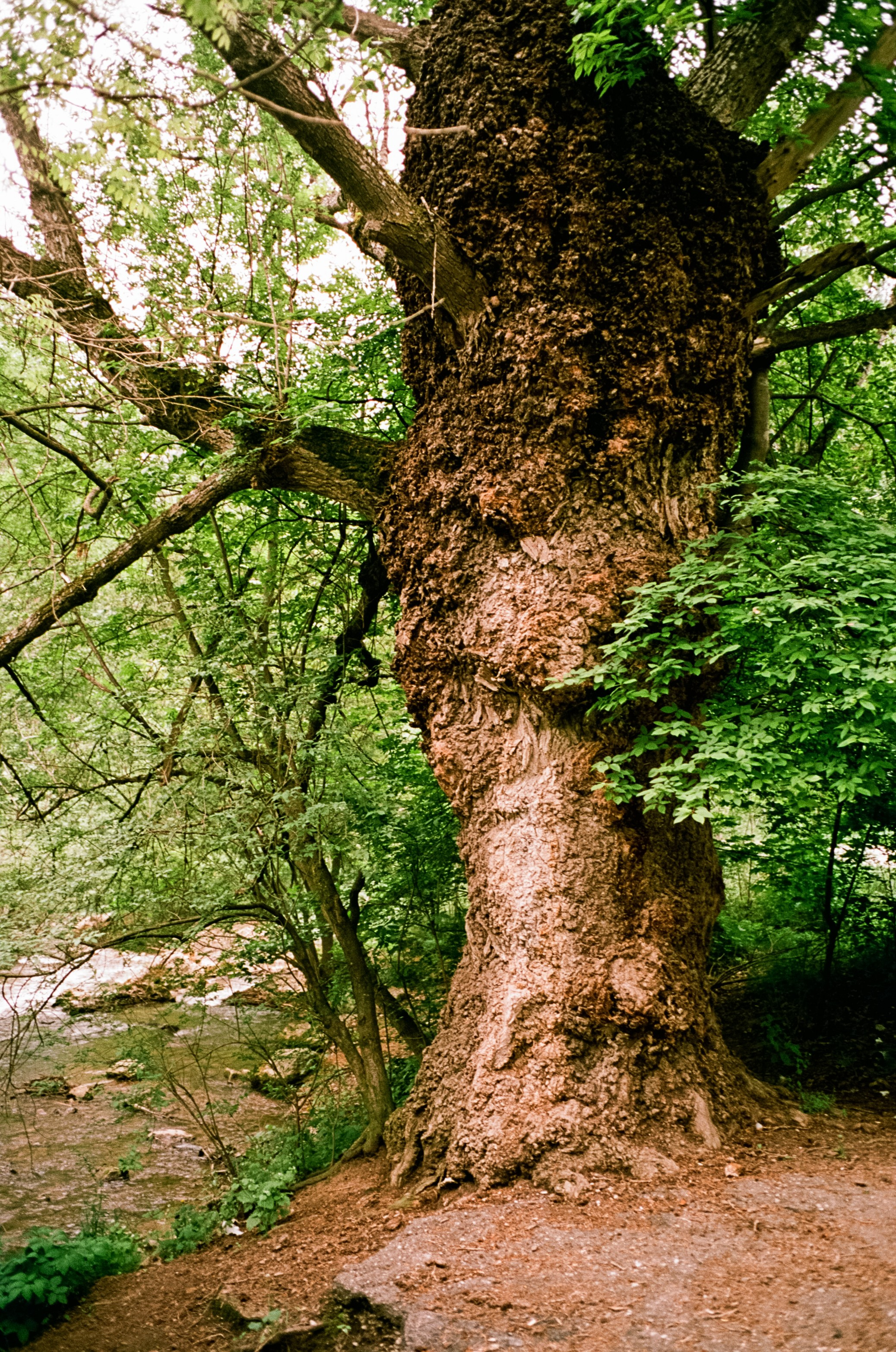 Кисловодск, дорога в сторону метеостанции, туман, лошади / Voigtlander