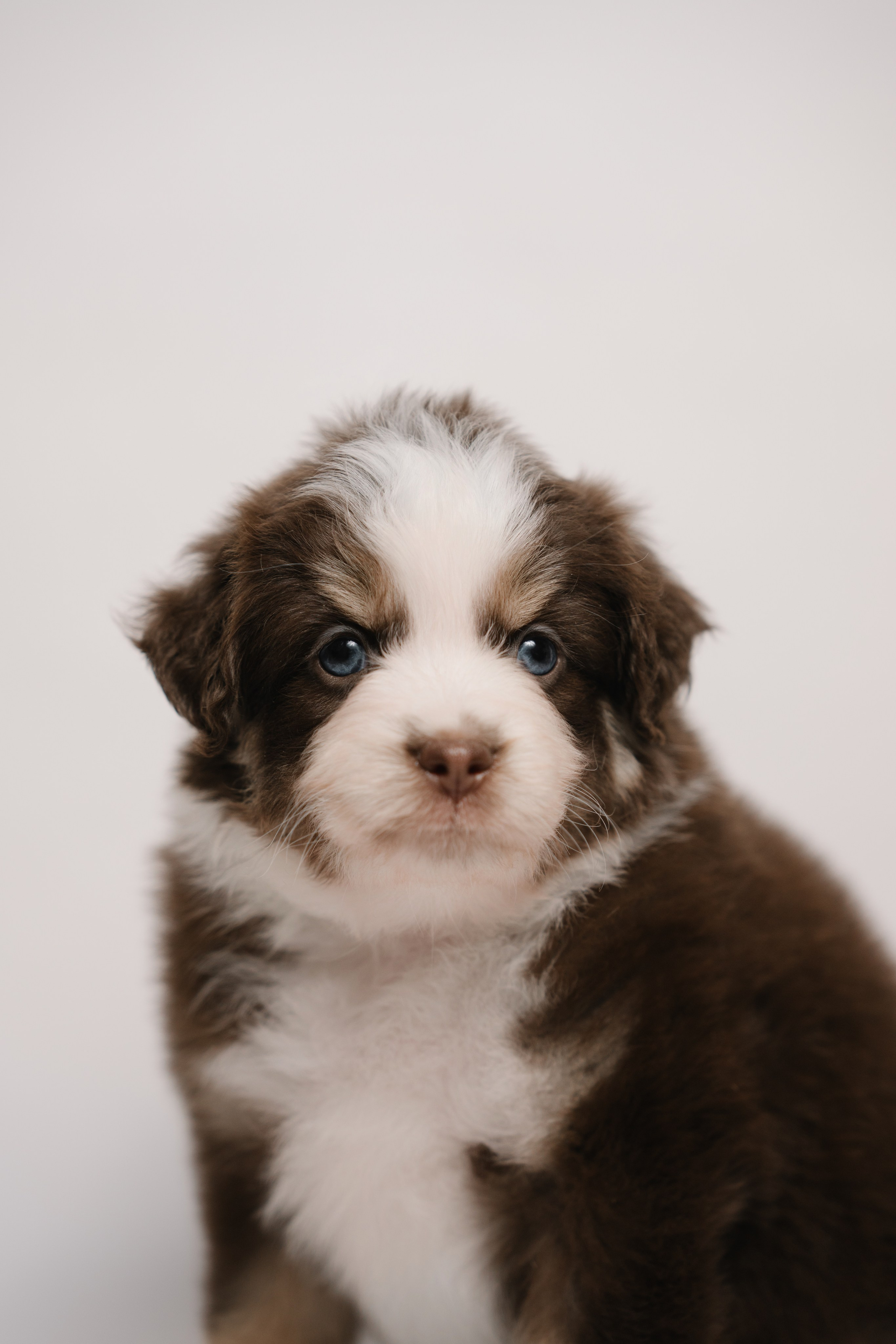 Миниатюрная австралийская овчарка. Анна Пушина, фотограф, Москва, Королев, Пушкино