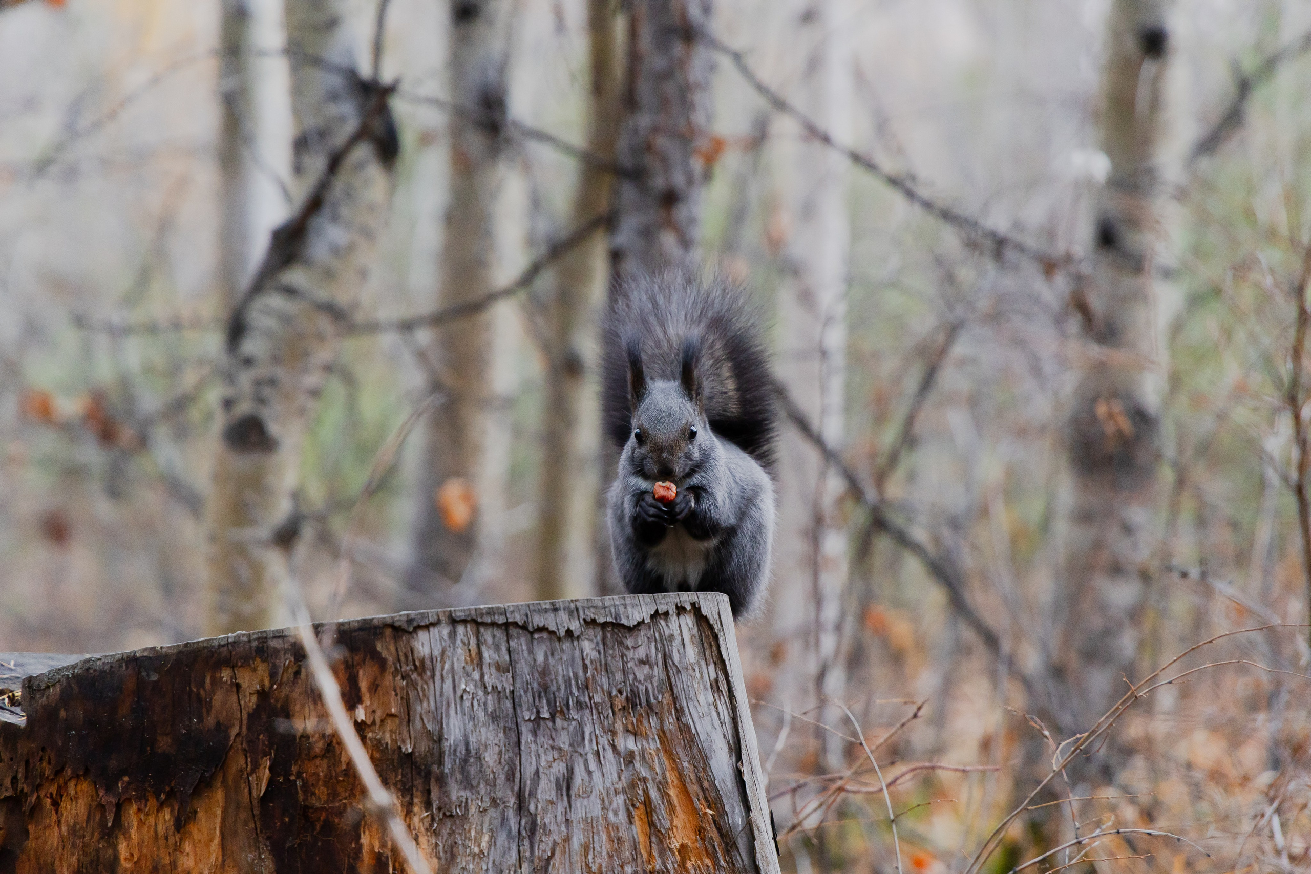 Осень в Сибири 24 год. Фотограф Братск Юлий Дежин