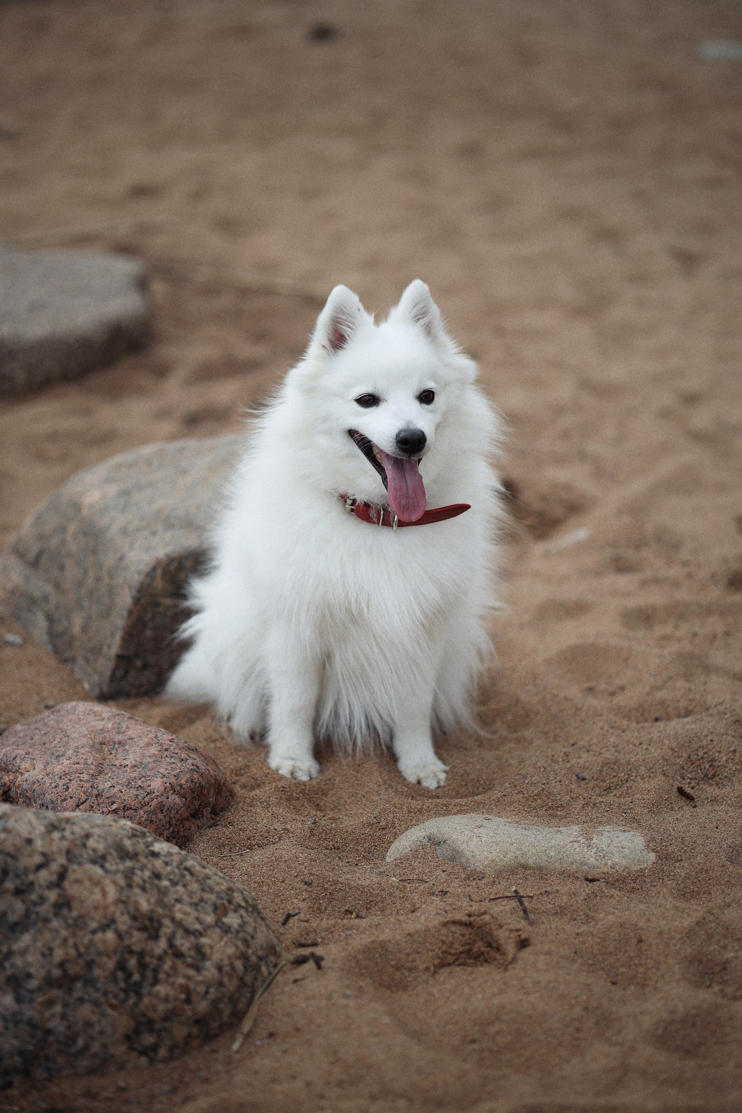 Аня, Дима и Калипсо. Женский и свадебный фотограф в Санкт-Петербурге Матвеева Наталья
