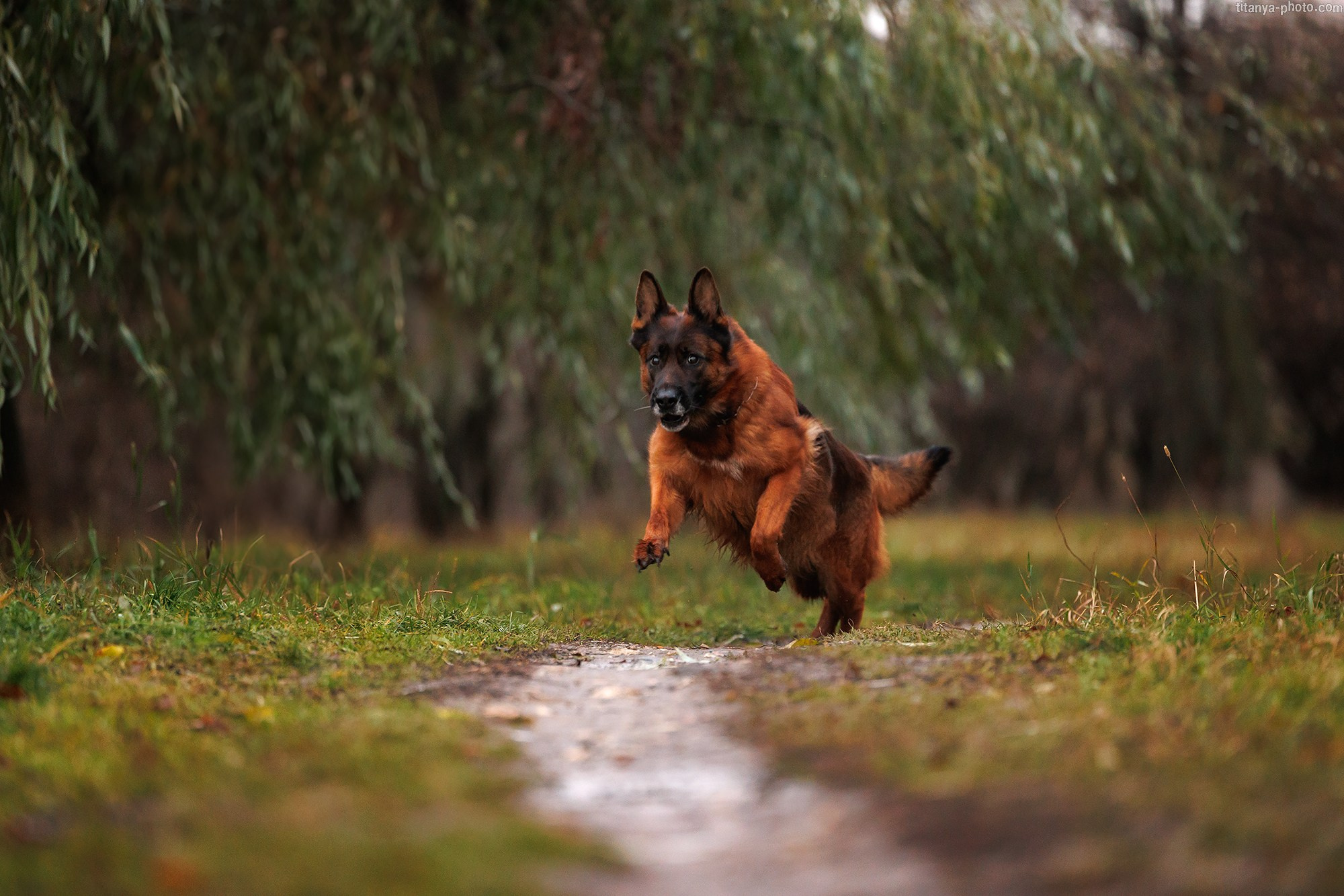 Вика, Даша и их четвероногие друзья: Де Орсе Мак Флай Онли Ю, Устина и Барселона. Фотограф собак, фотограф-анималист Аня Титова (Titanya). Москва