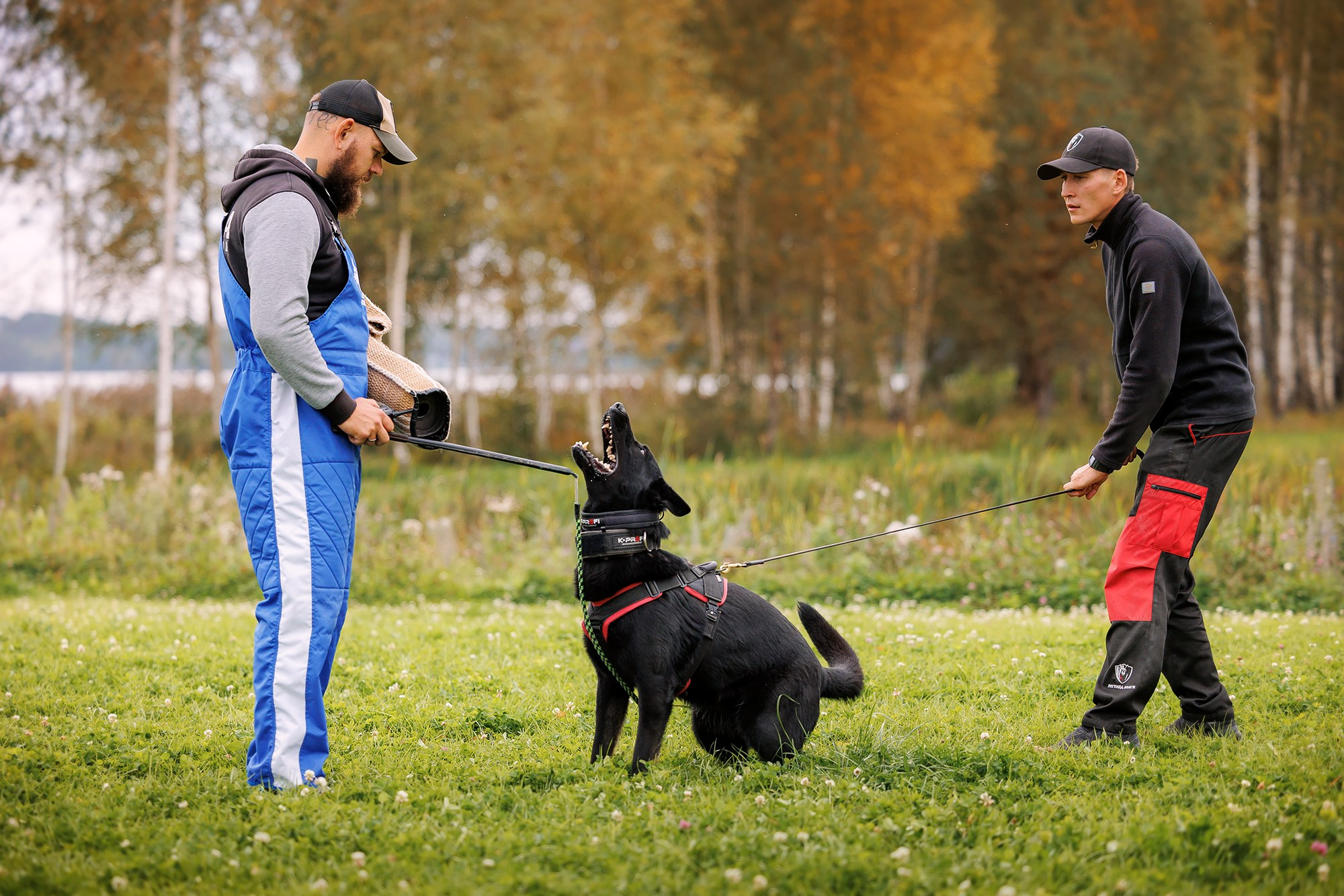 Тренировка по защите в питомнике немецких овчарок «Легенда Волги». Фотограф собак, фотограф-анималист Аня Титова (Titanya). Москва