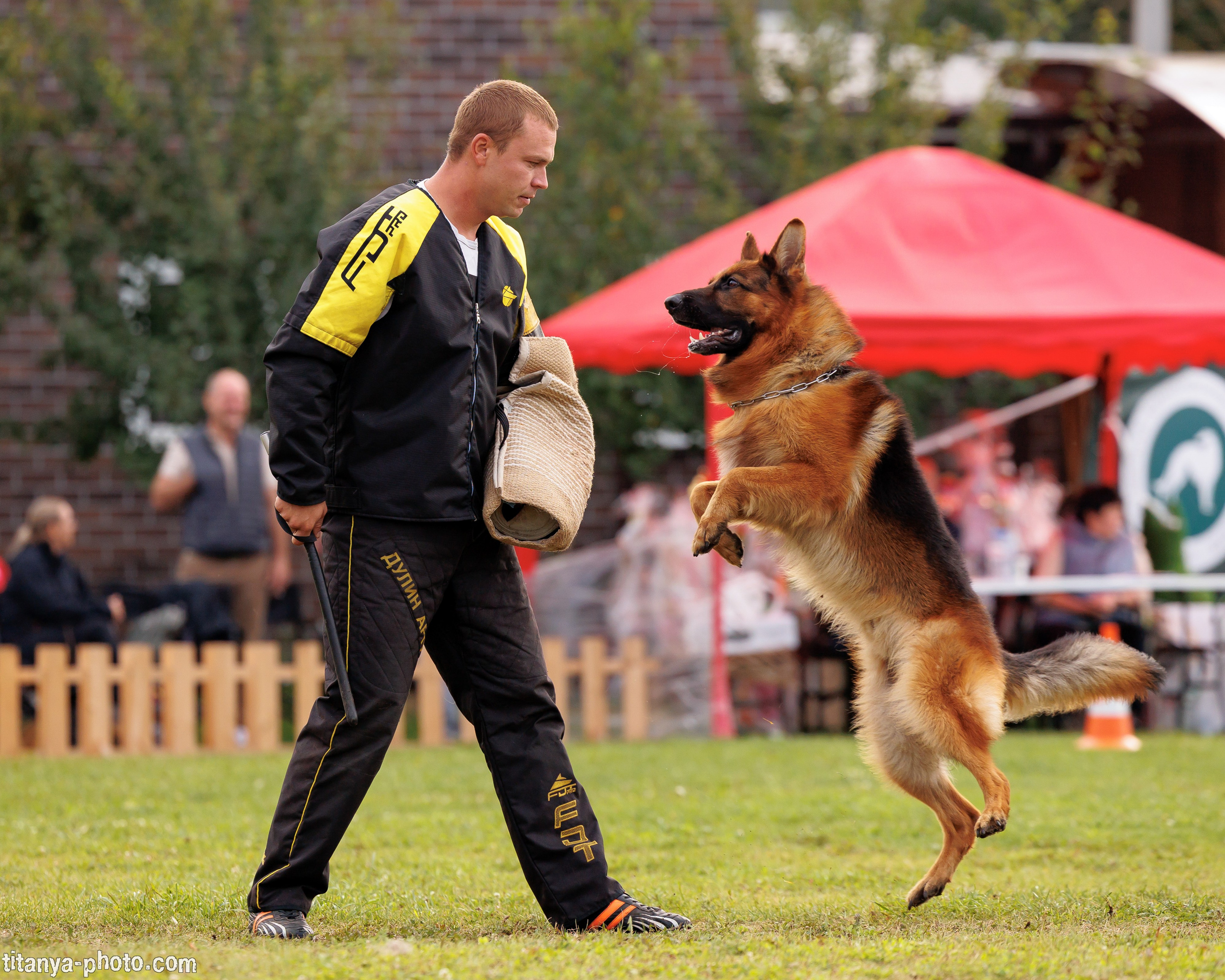Фото немецких овчарок. Фотограф собак, фотограф-анималист Аня Титова (Titanya). Москва
