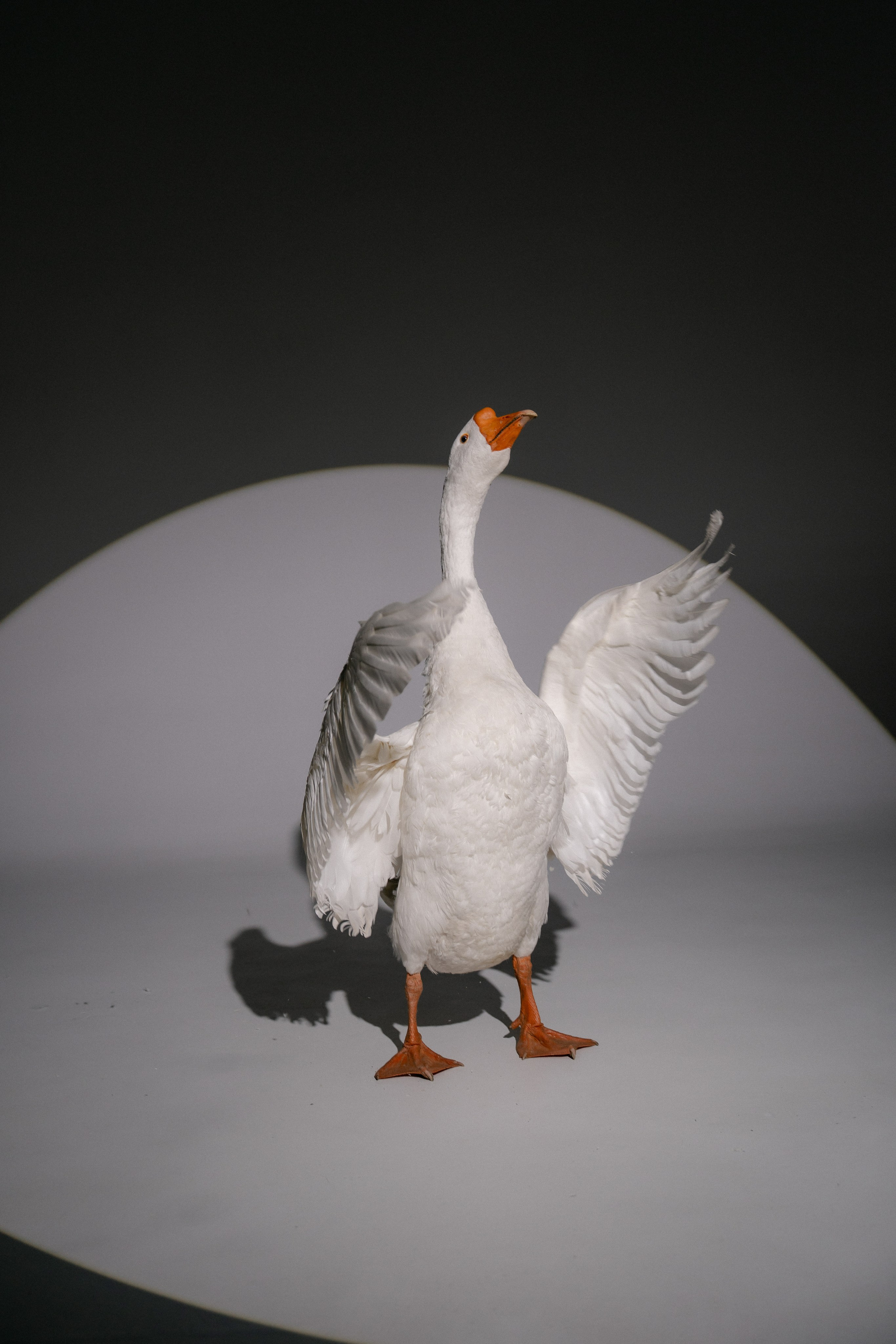 Юля и Гусь. Фотограф на мероприятие